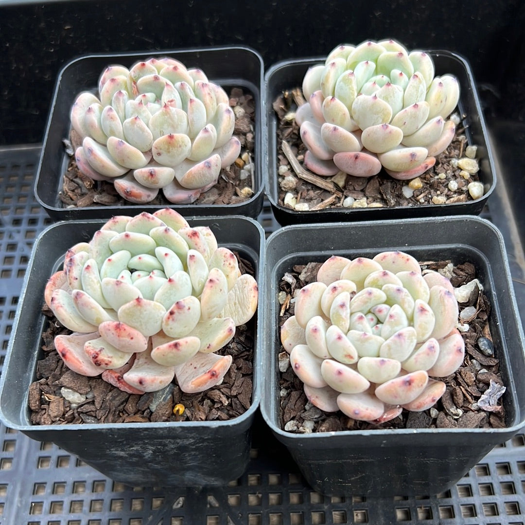 Echeveria Viant