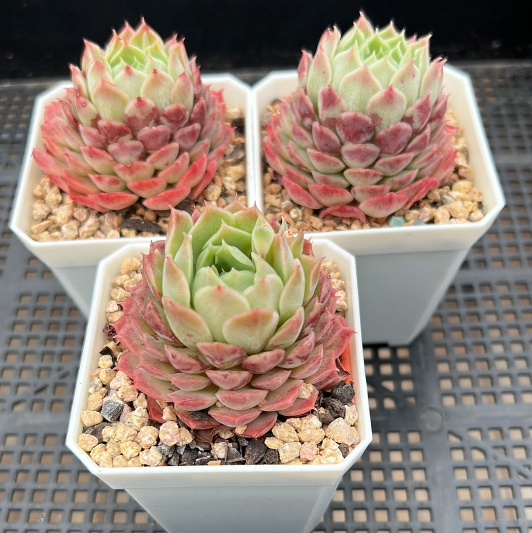 Echeveria Immortal Peach