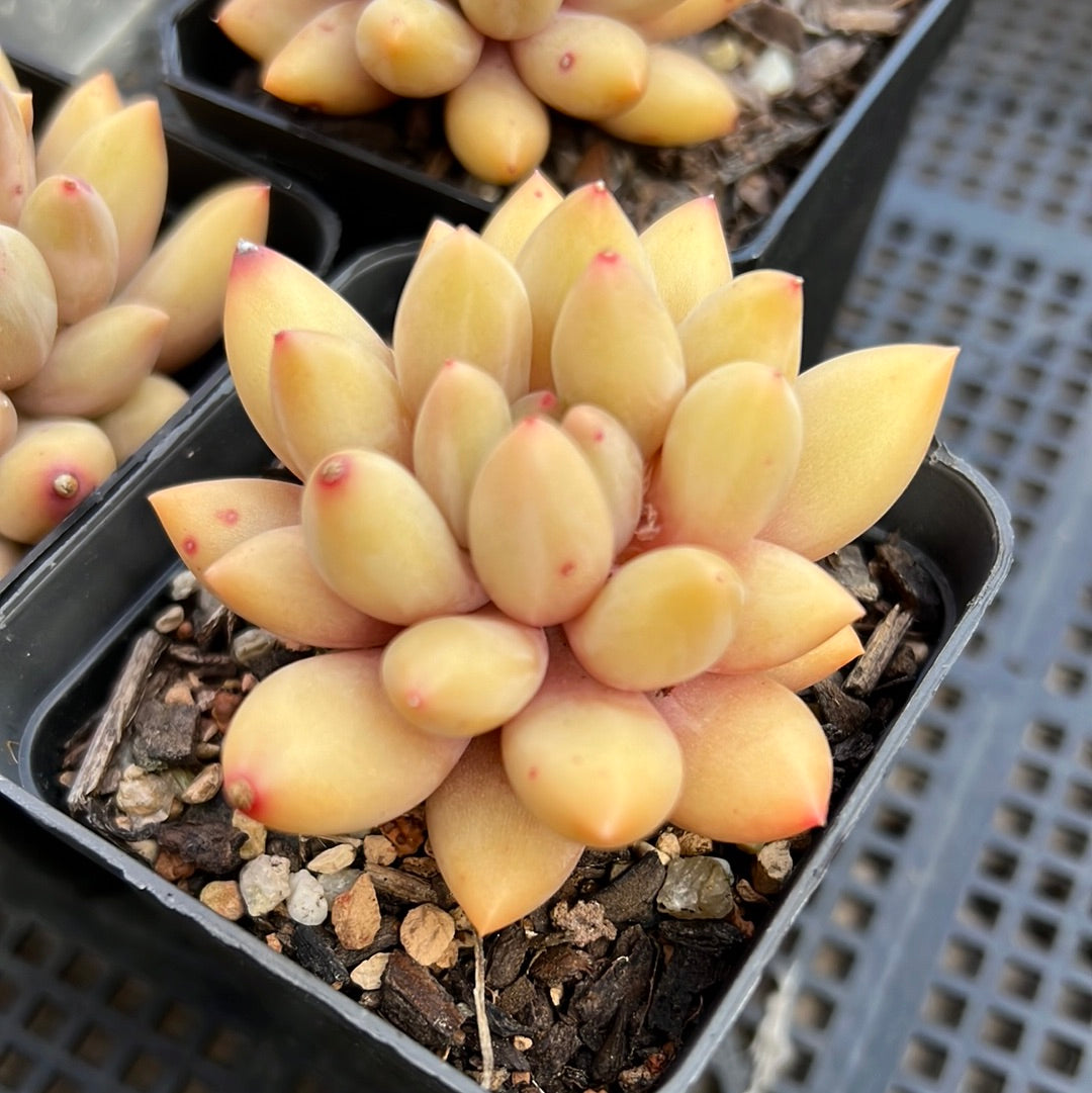 Pachyveria Red Angel's Finger / Red Dragonfly