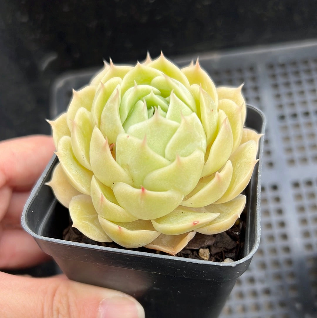 Echeveria Onslow