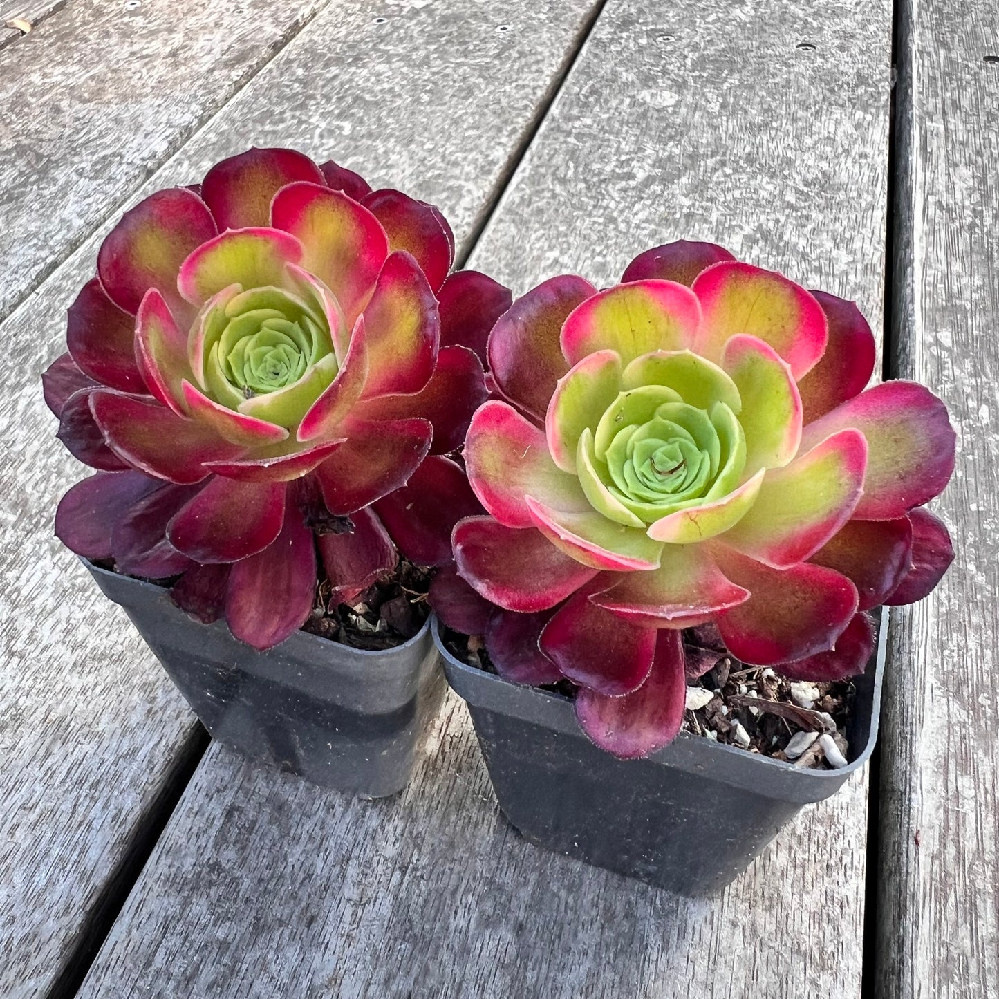 Aeonium Anna