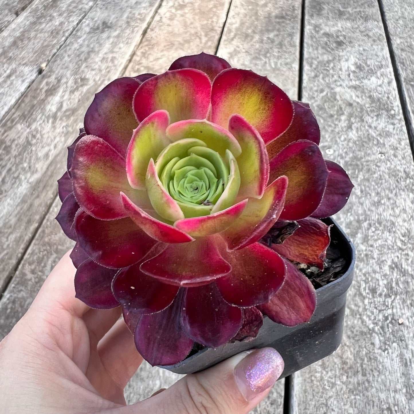 Aeonium Anna