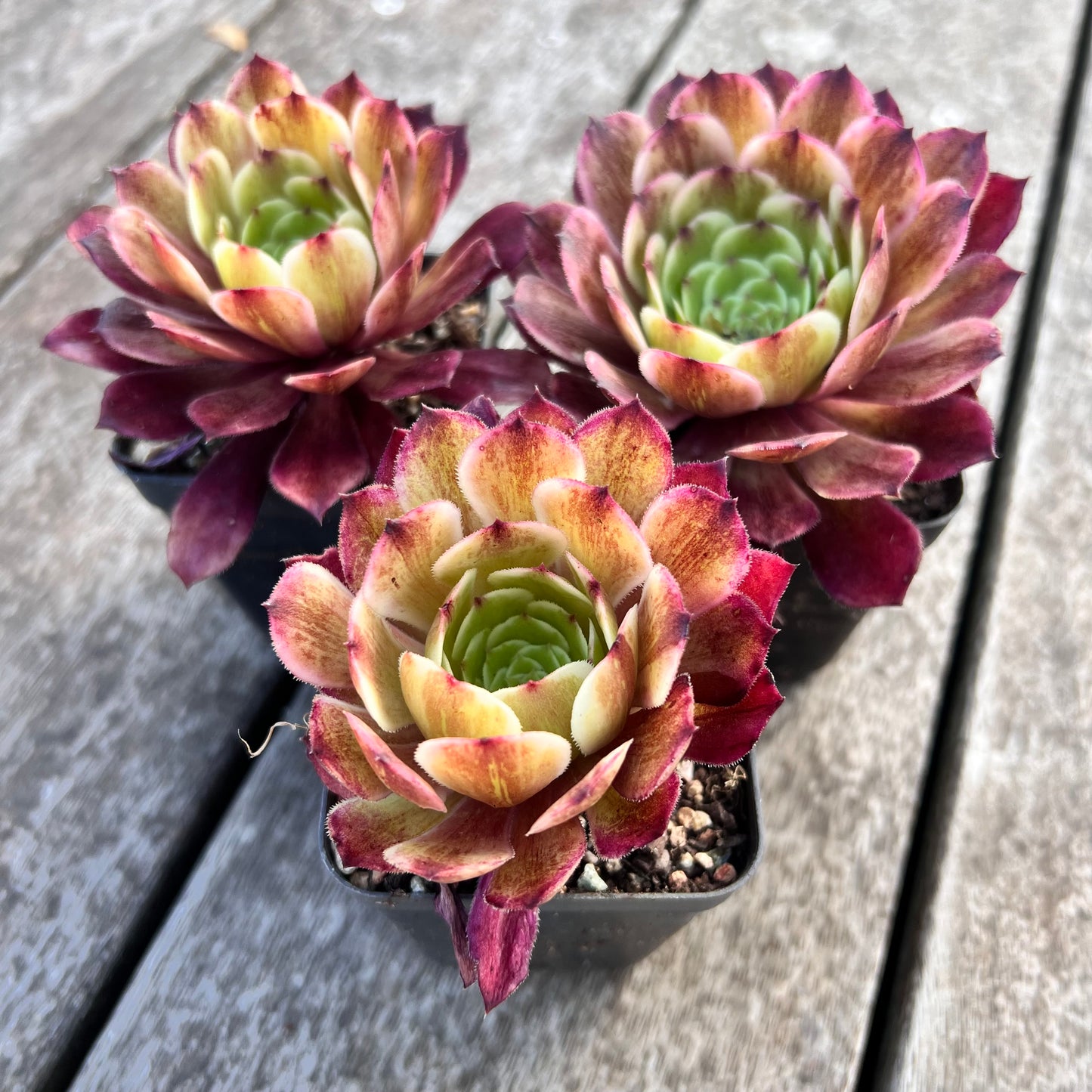 Aeonium Immortal Ink 超墨