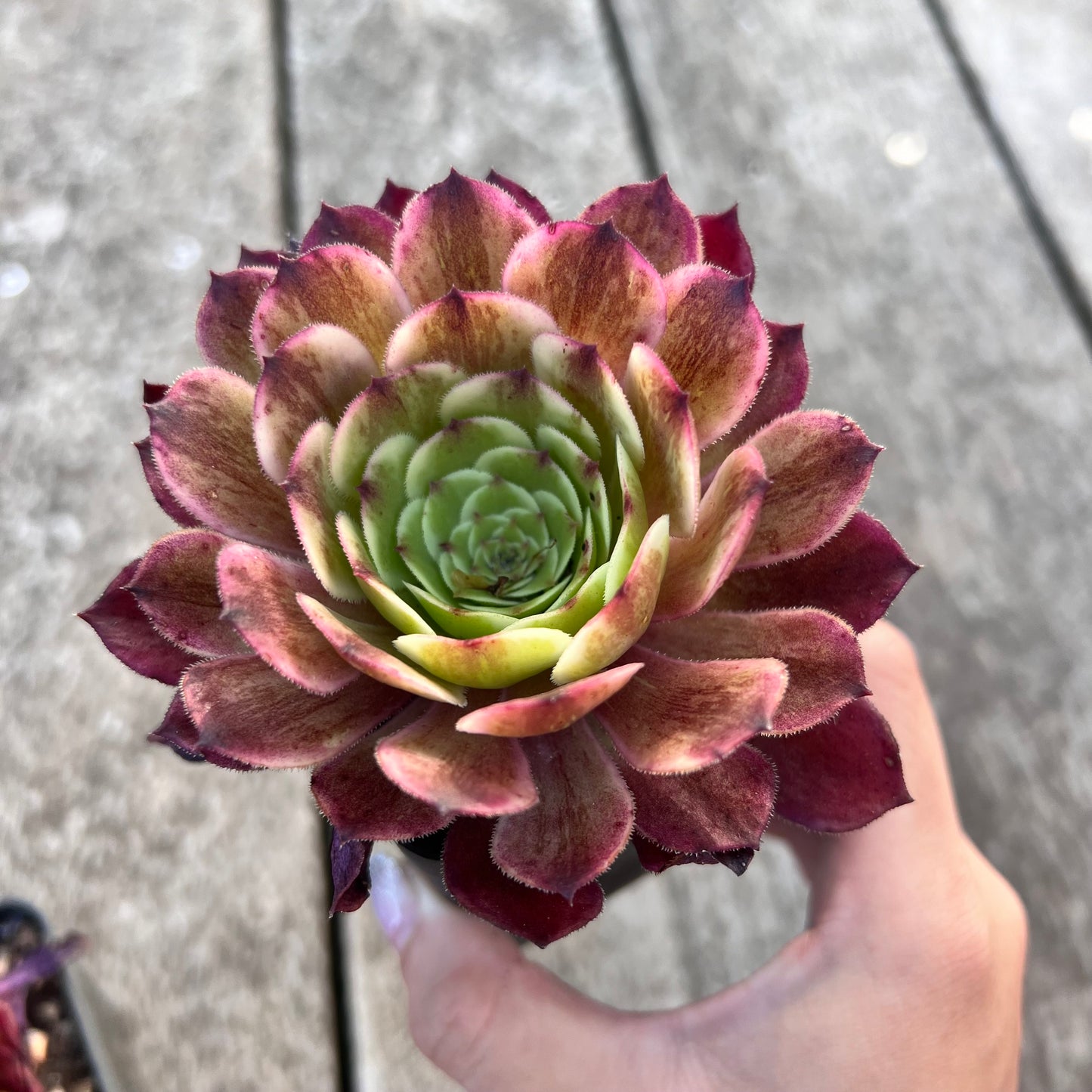 Aeonium Immortal Ink 超墨