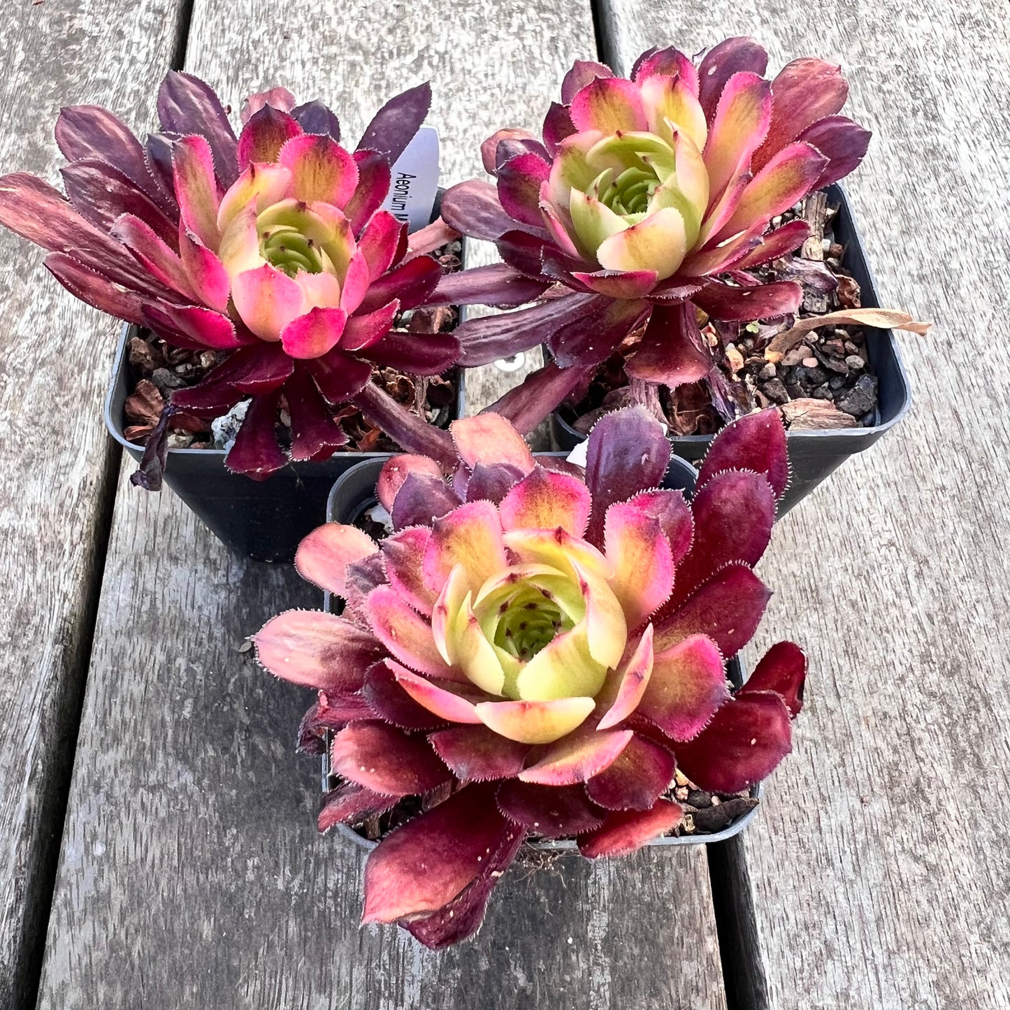 Aeonium Mardi Gras