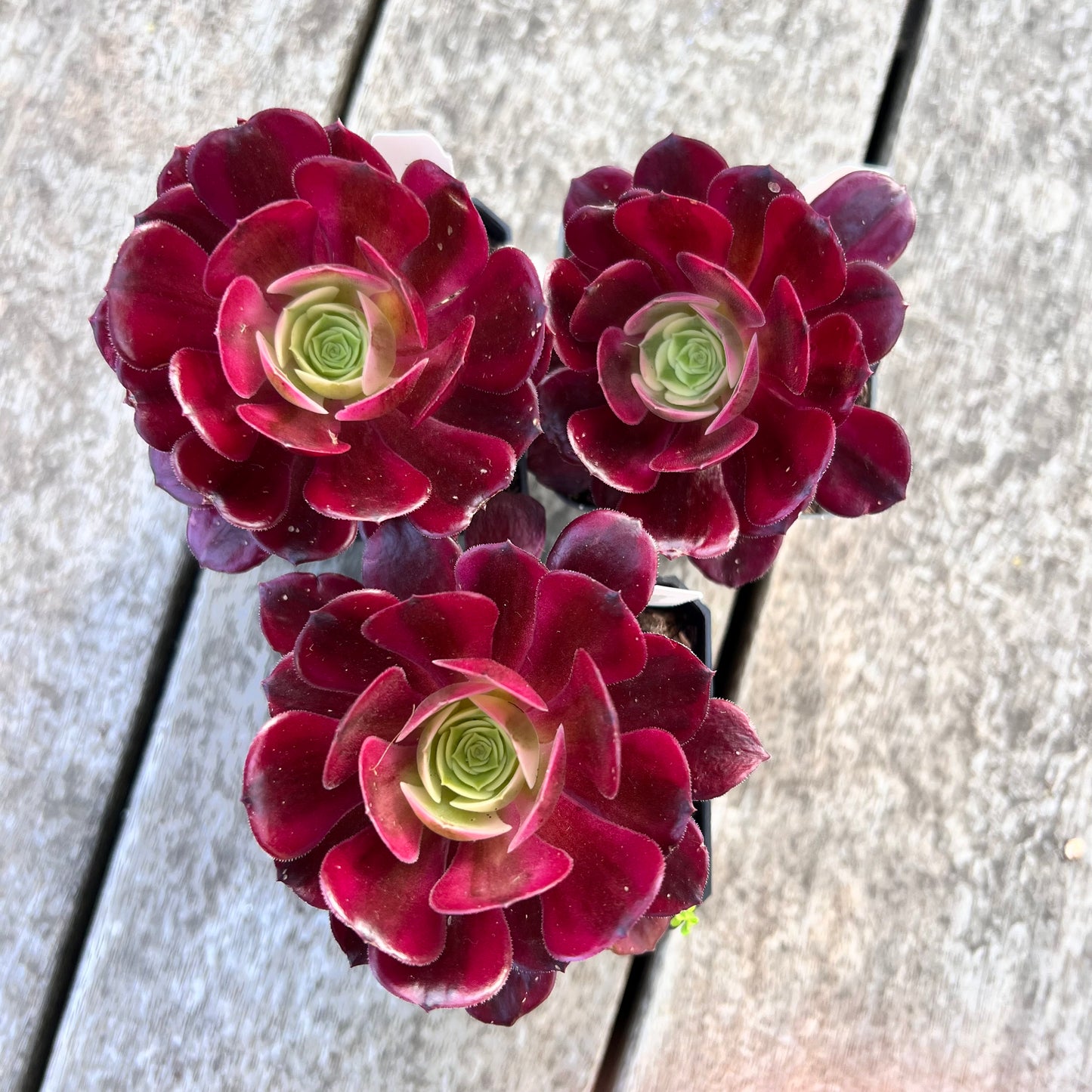 Aeonium Medusa