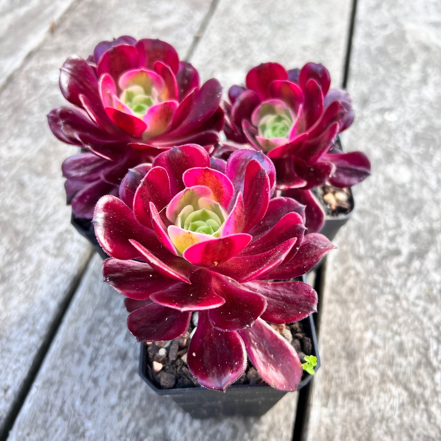 Aeonium Medusa
