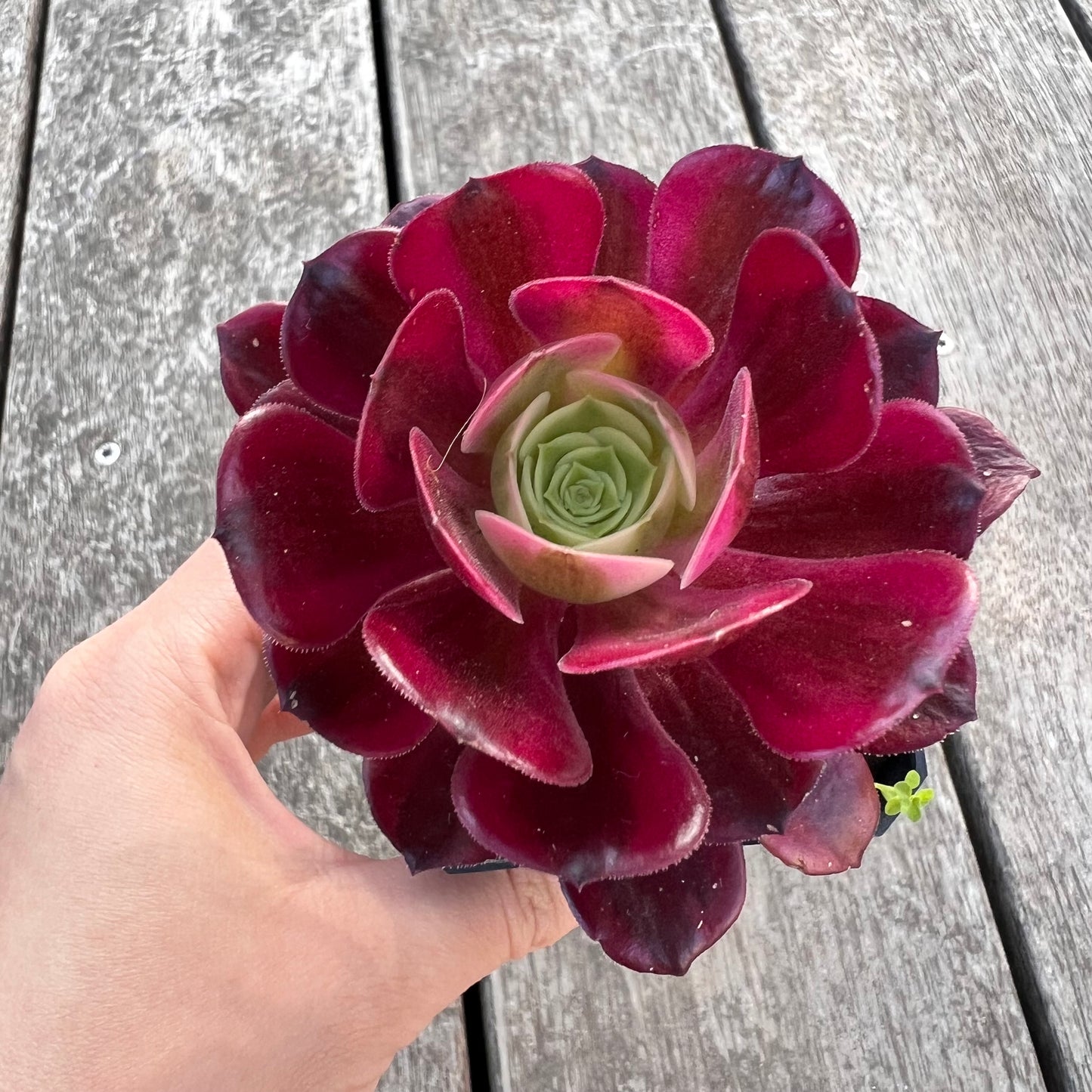 Aeonium Medusa