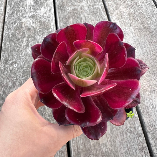 Aeonium Medusa