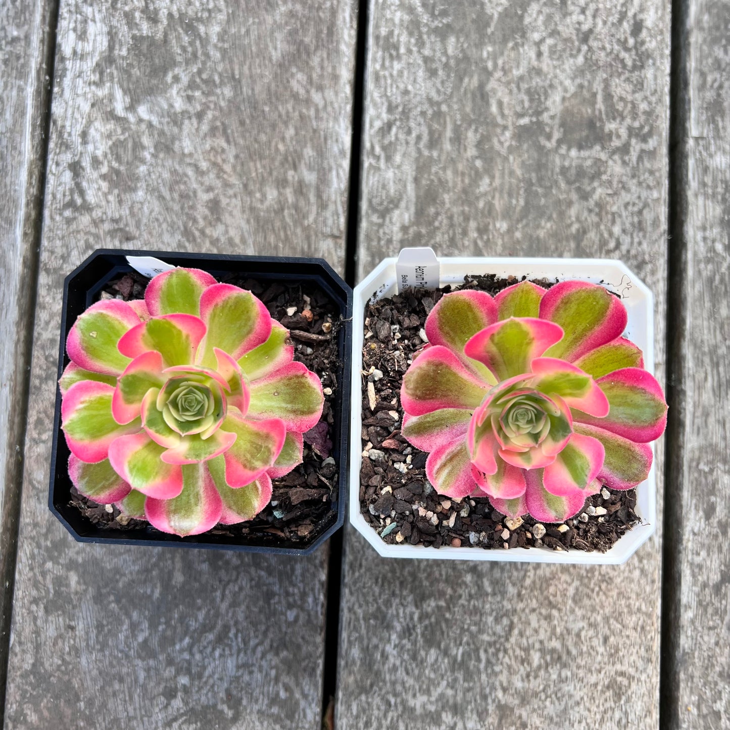 Aeonium Pink Witch