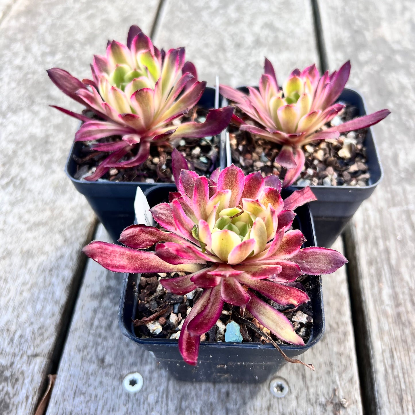 Aeonium Saint Painting 仙墨