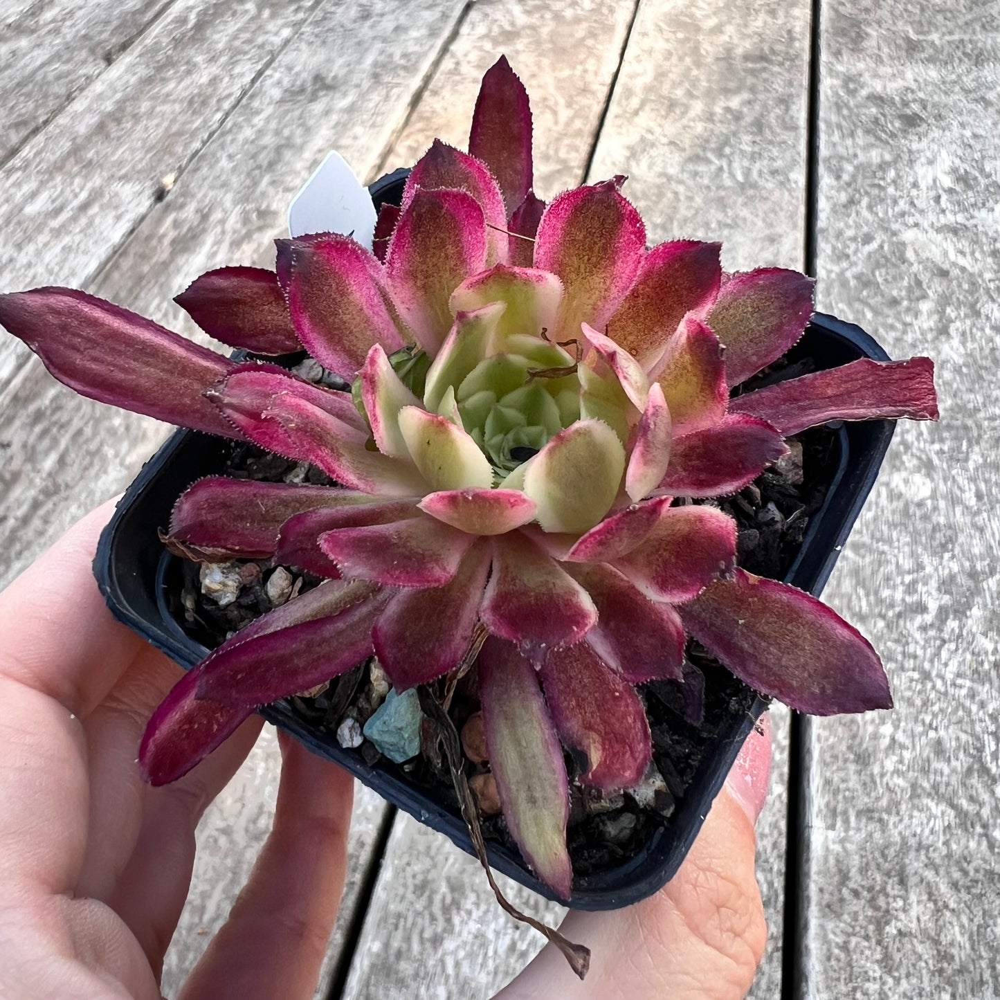 Aeonium Saint Painting 仙墨