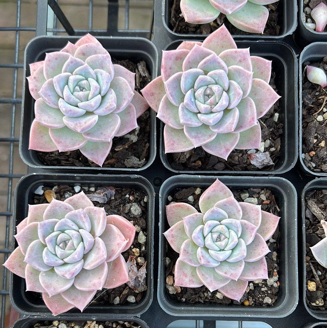 Echeveria Pink Star