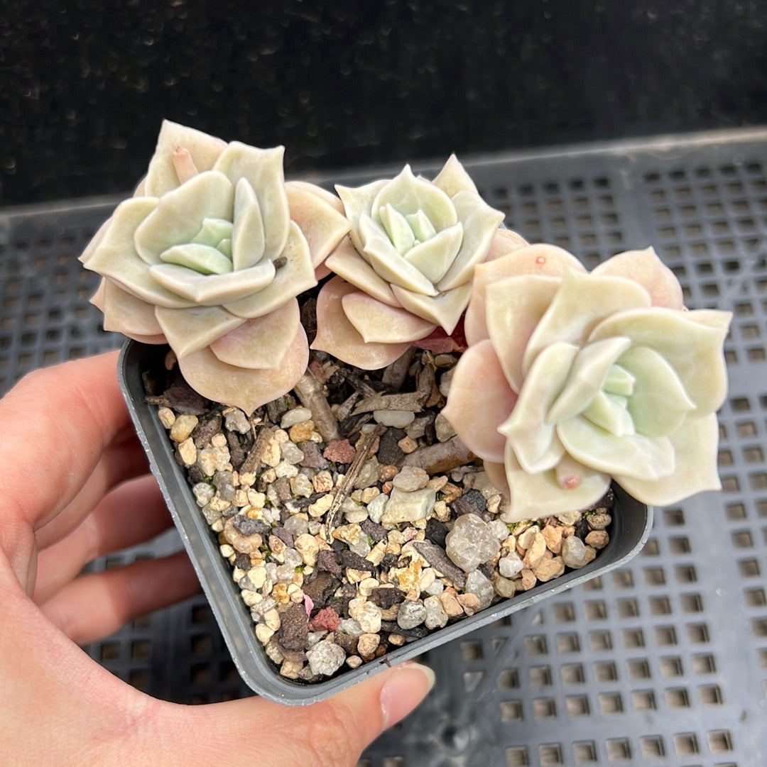 Graptoveria Lovely Rose