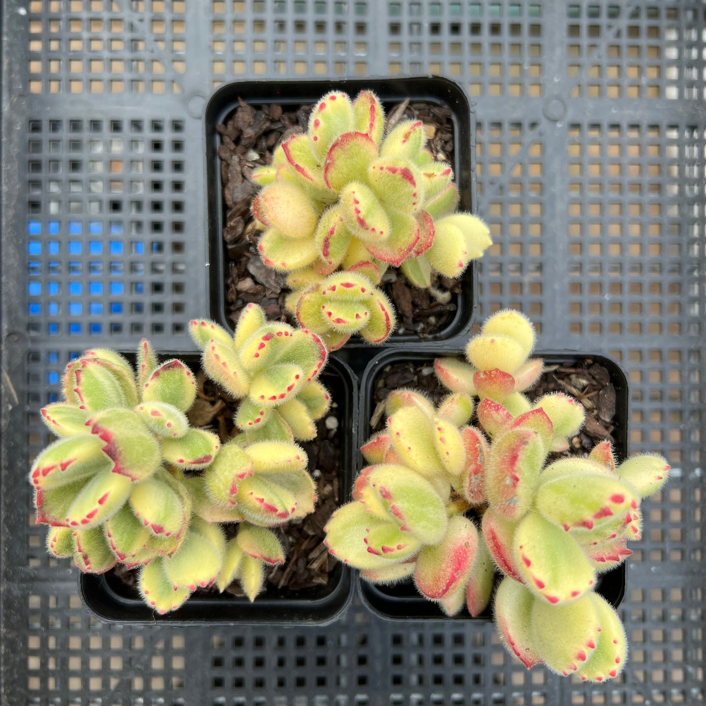Cotyledon tomentosa - Bears Paw White Variegated