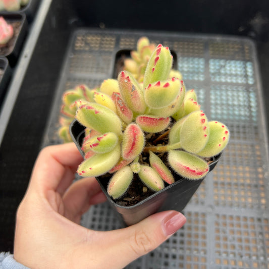 Cotyledon tomentosa - Bears Paw White Variegated