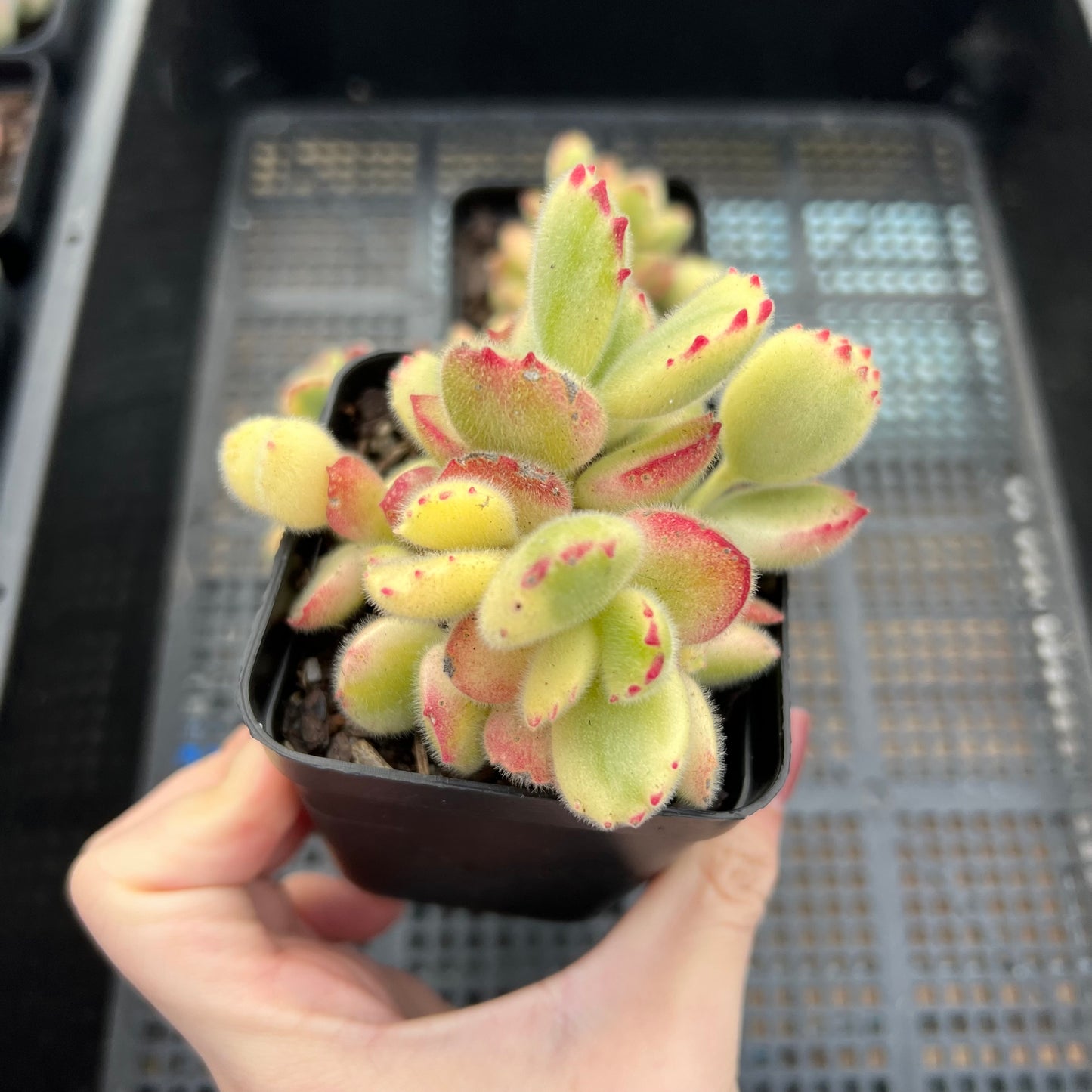 Cotyledon tomentosa - Bears Paw White Variegated