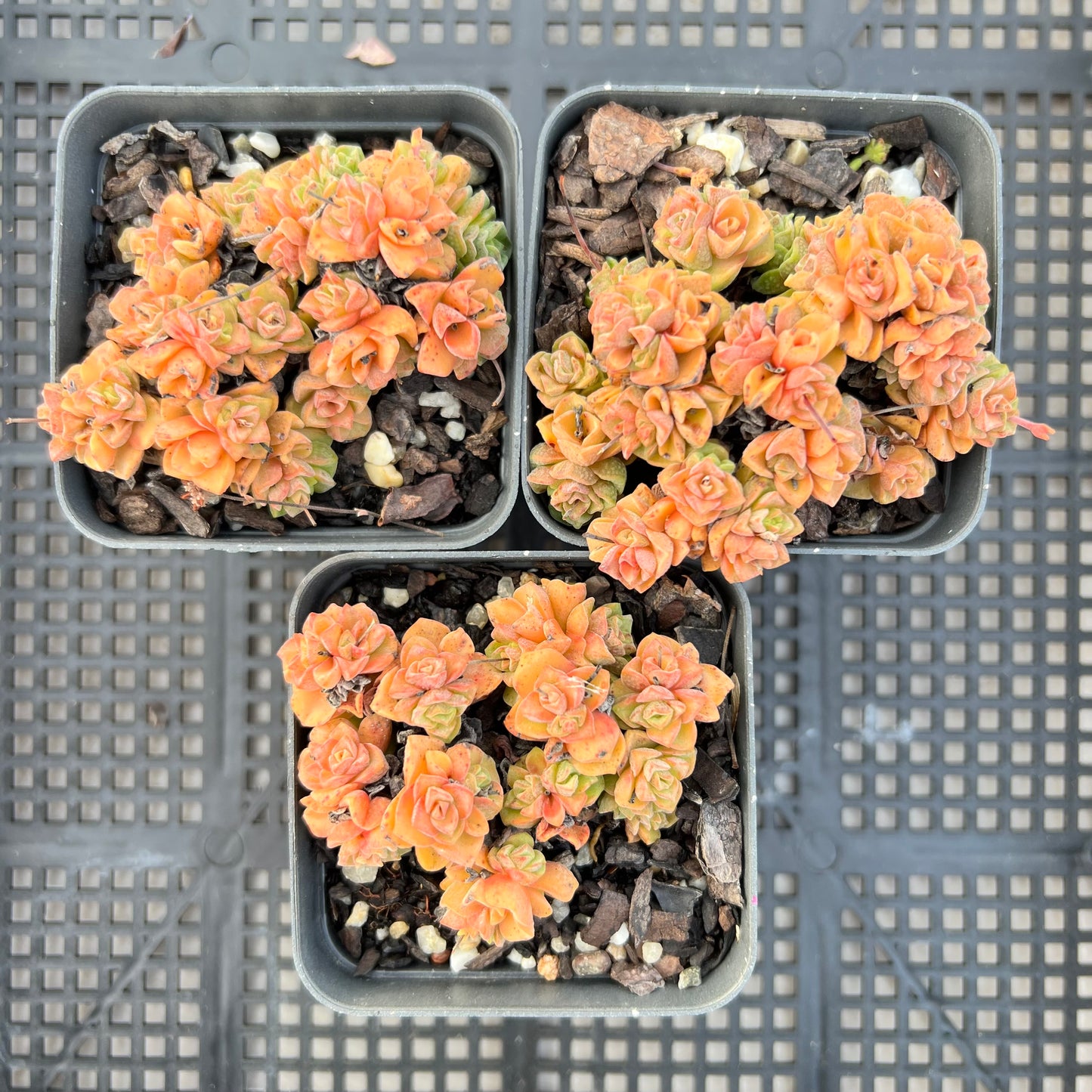 Crassula Dorothy