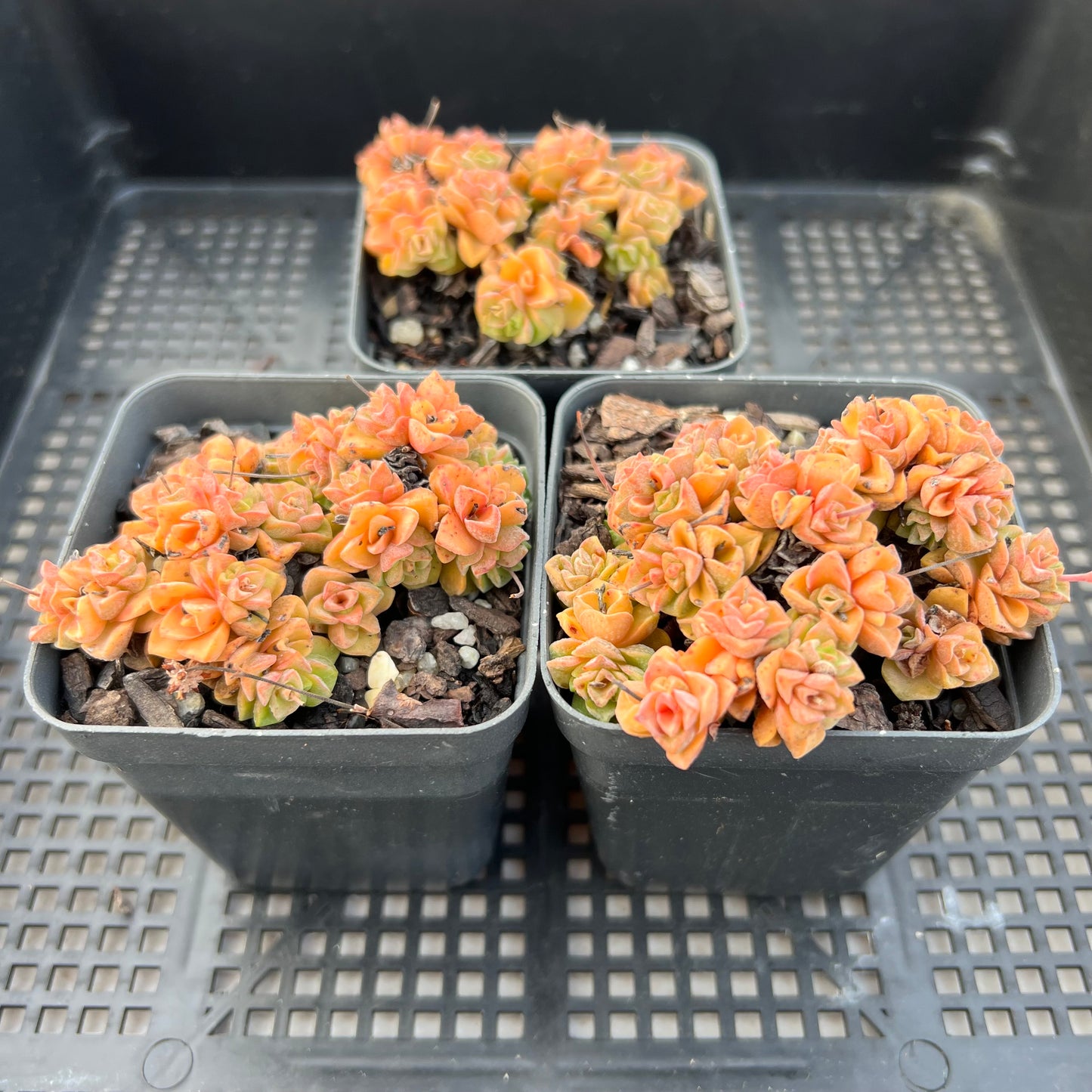 Crassula Dorothy