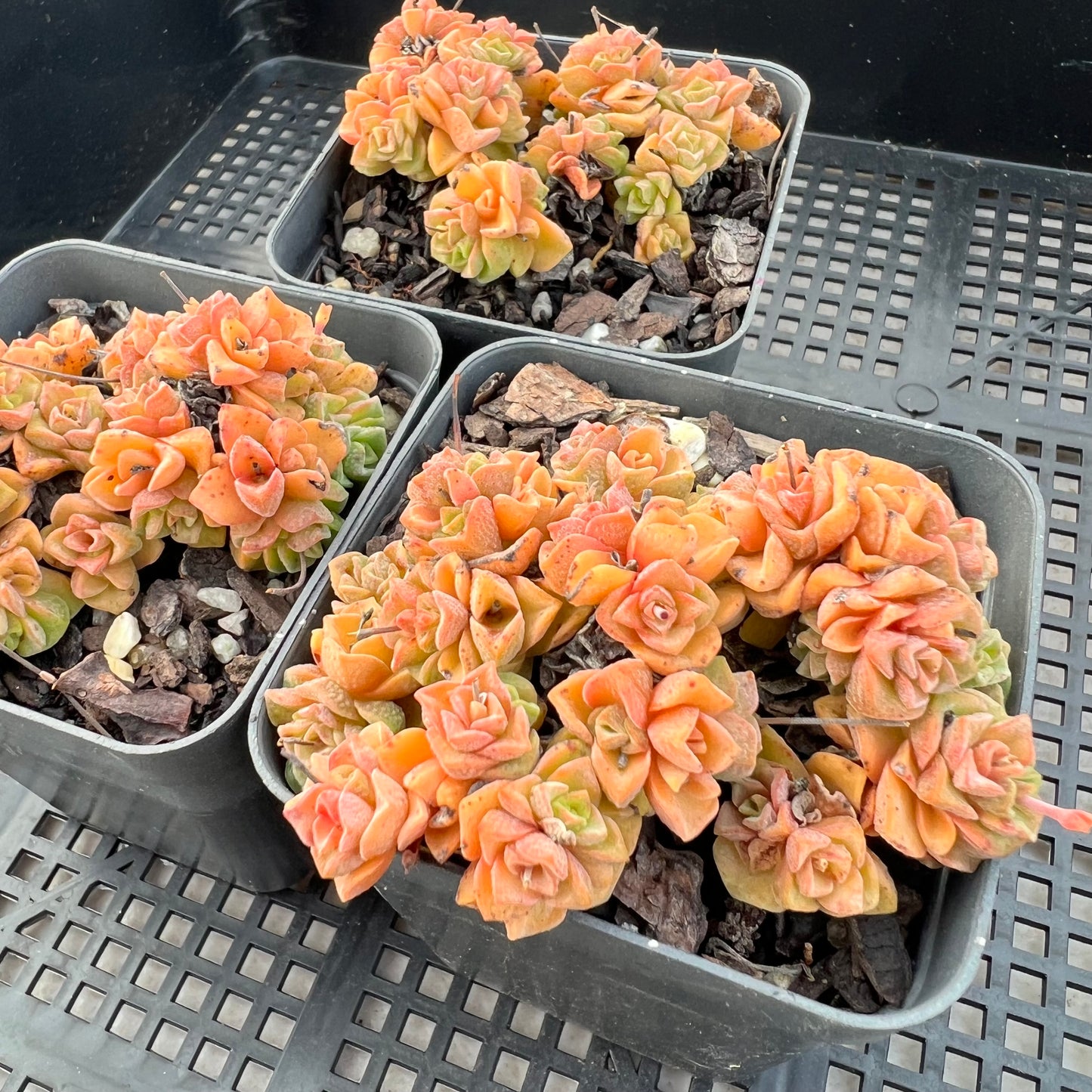 Crassula Dorothy