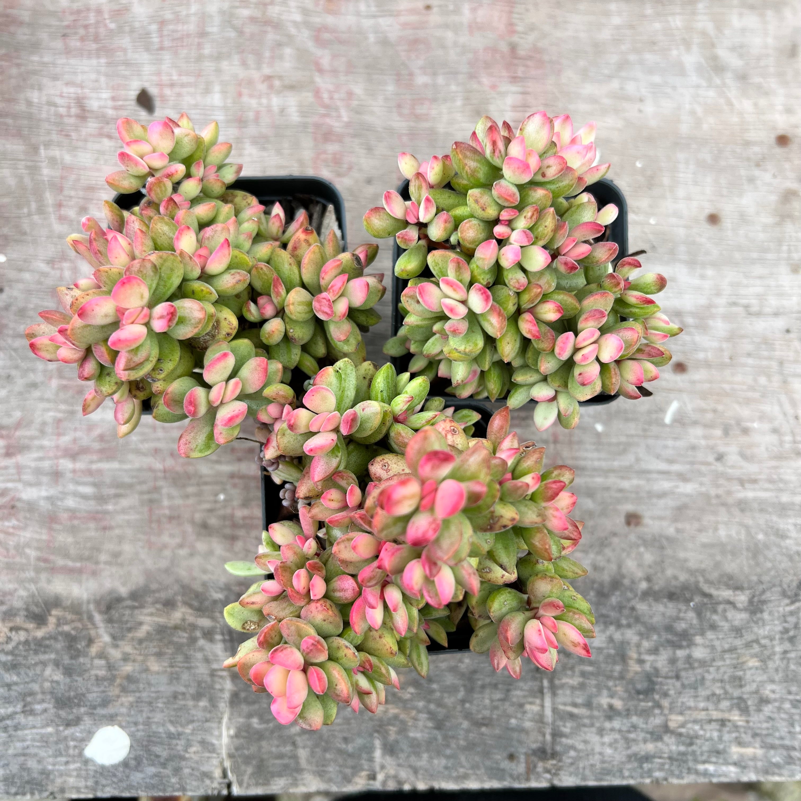 roger succulent Crassula Rogersii Variegated – Bella Succulent Garden