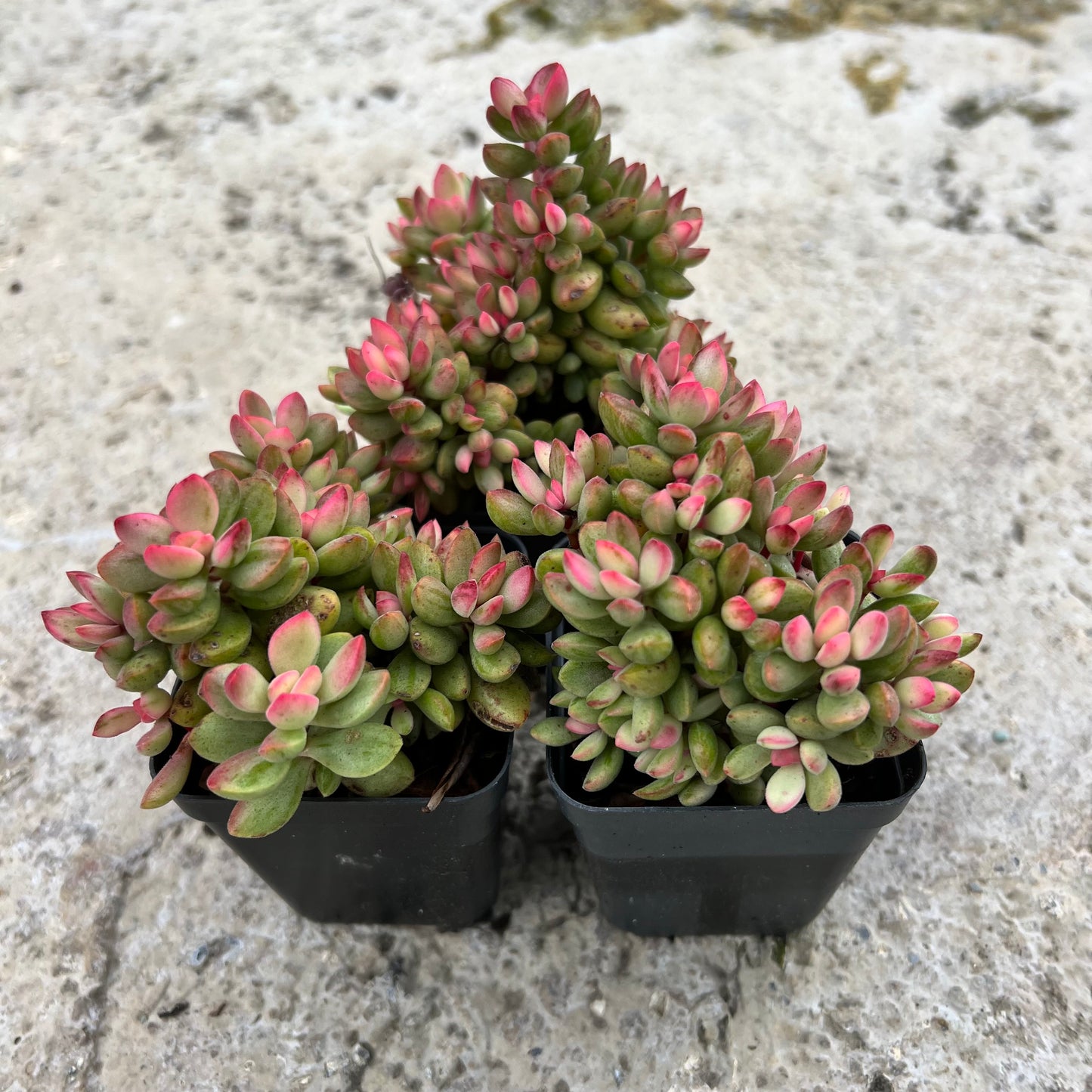 Crassula Rogersii Variegated