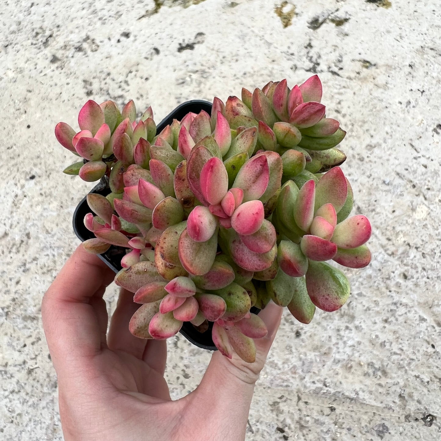 Crassula Rogersii Variegated