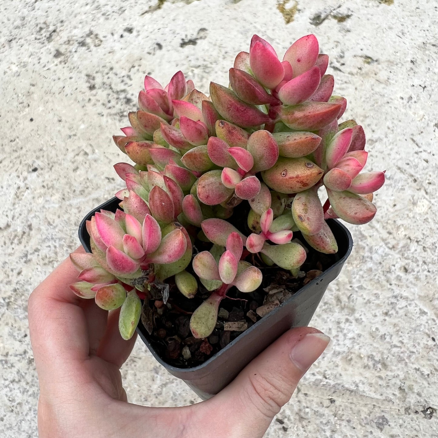 Crassula Rogersii Variegated