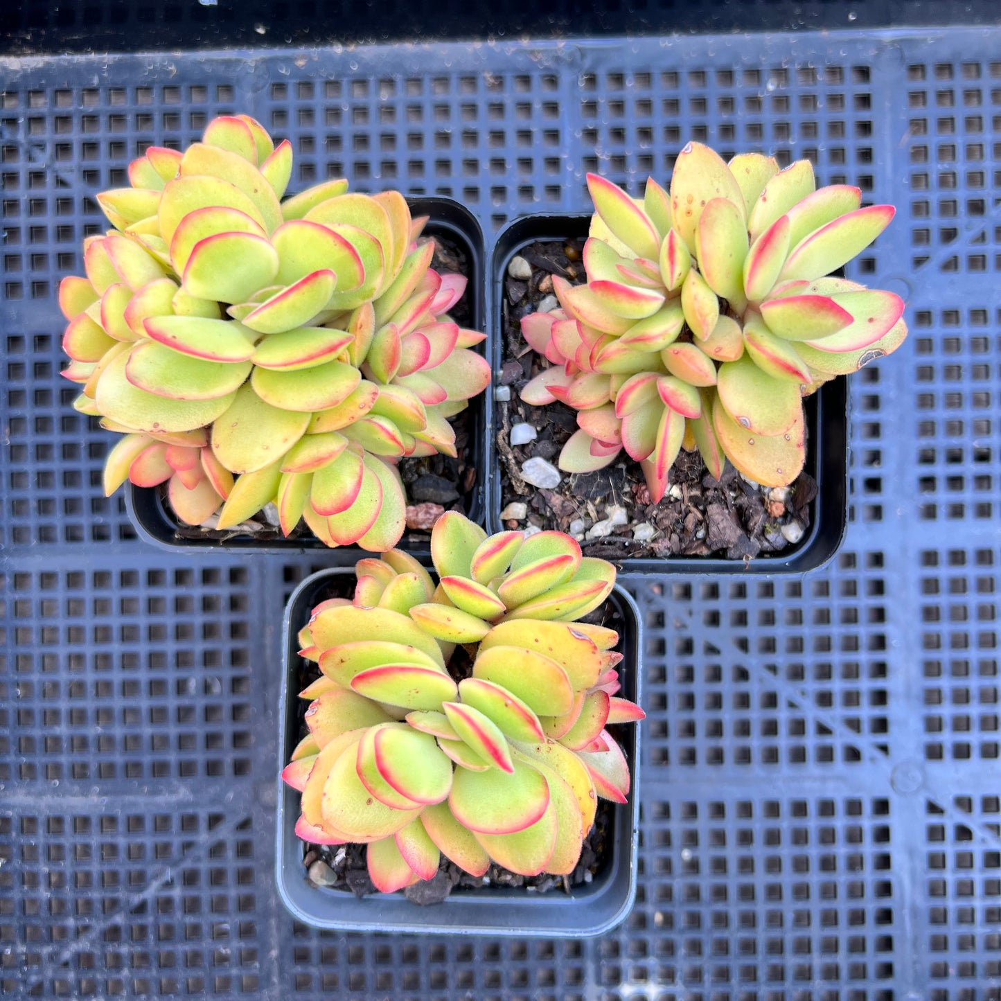 Crassula Swaziensis variegata 'Money Maker'