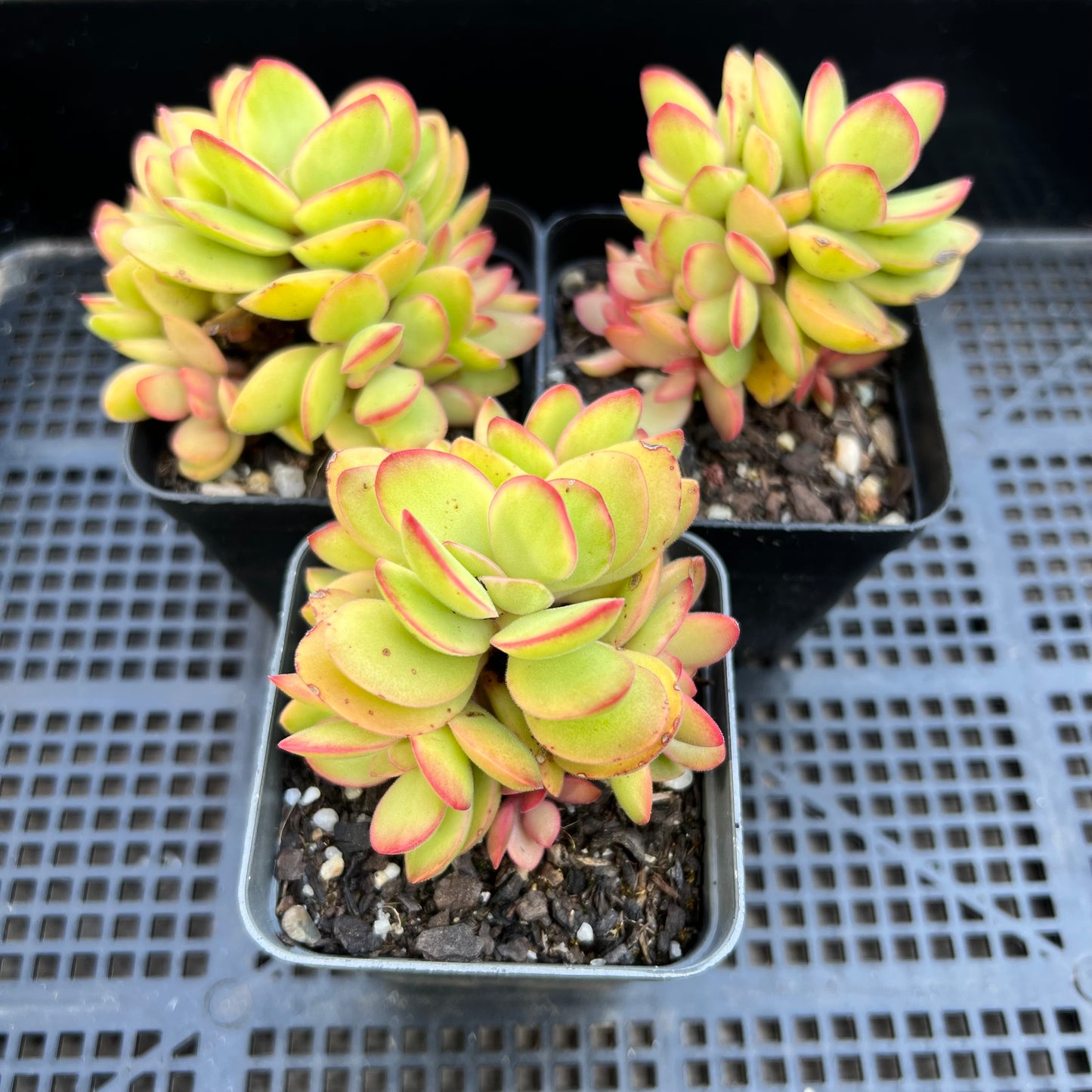 Crassula Swaziensis variegata 'Money Maker'
