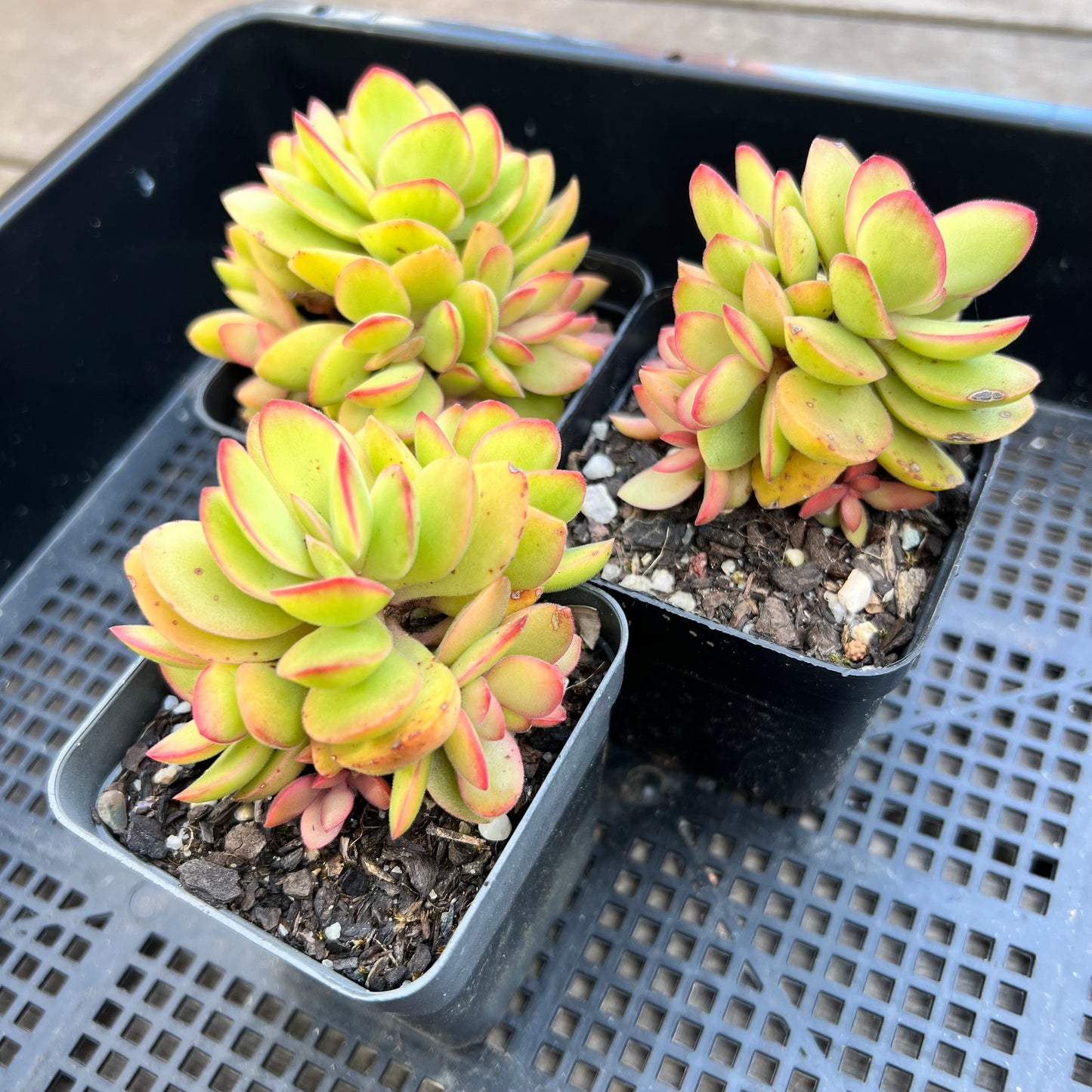 Crassula Swaziensis variegata 'Money Maker'