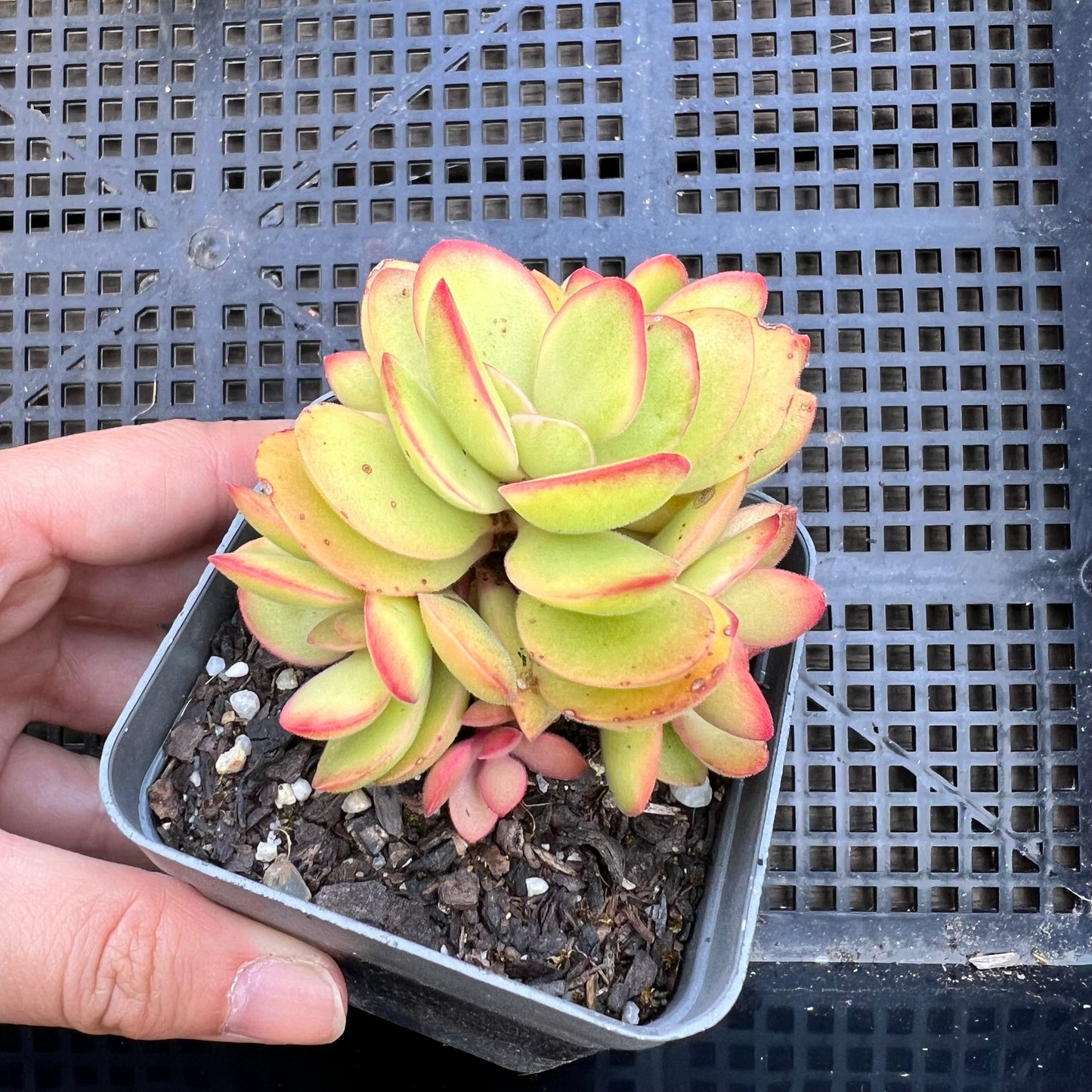 Crassula Swaziensis variegata 'Money Maker'