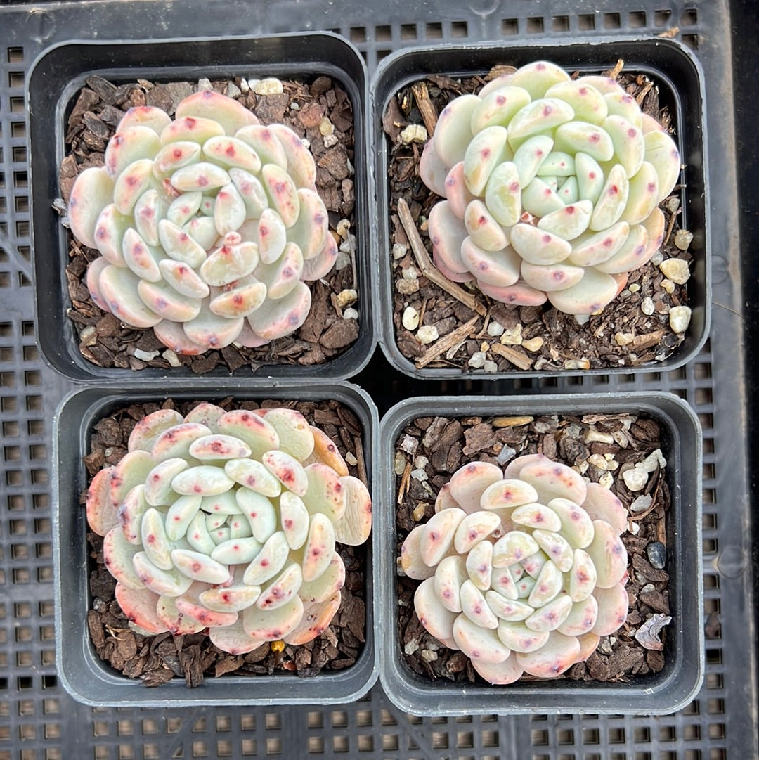 Echeveria Viant