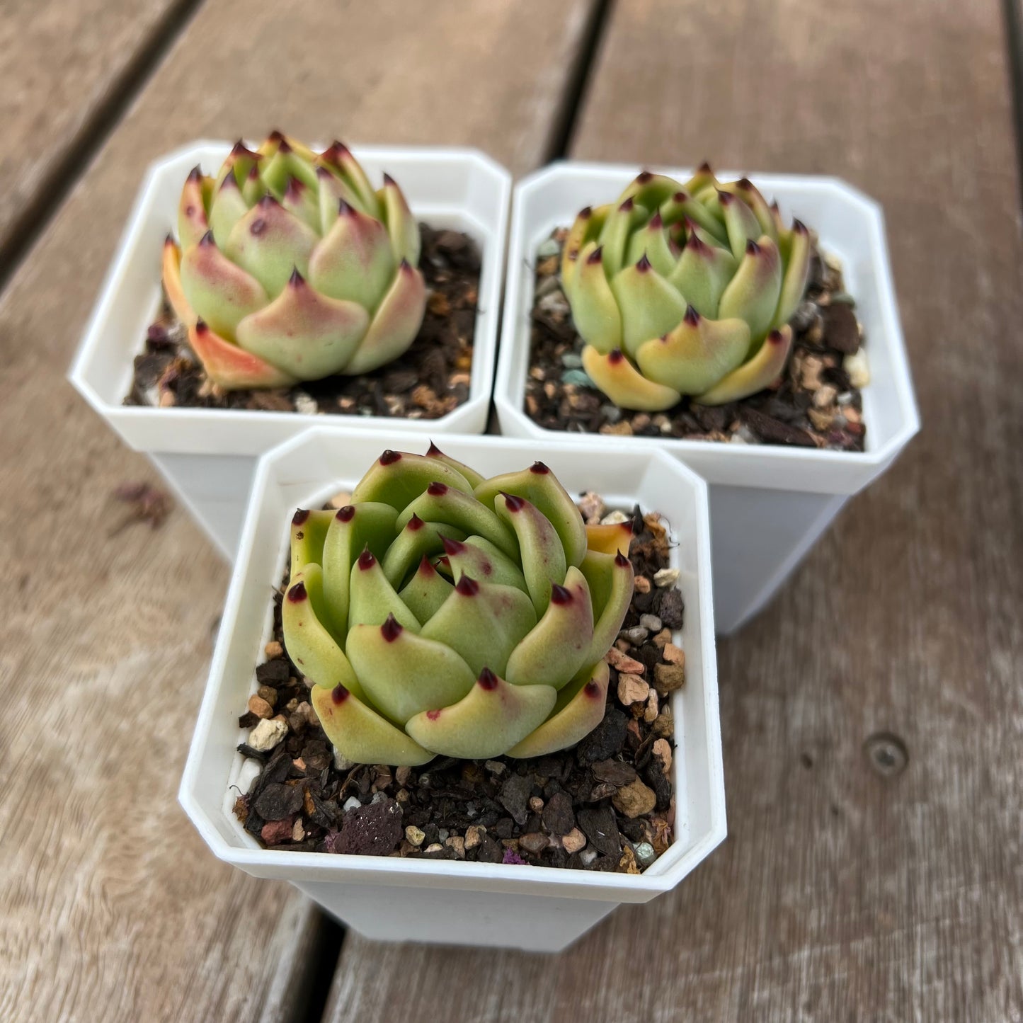 Echeveria Blue Dragon