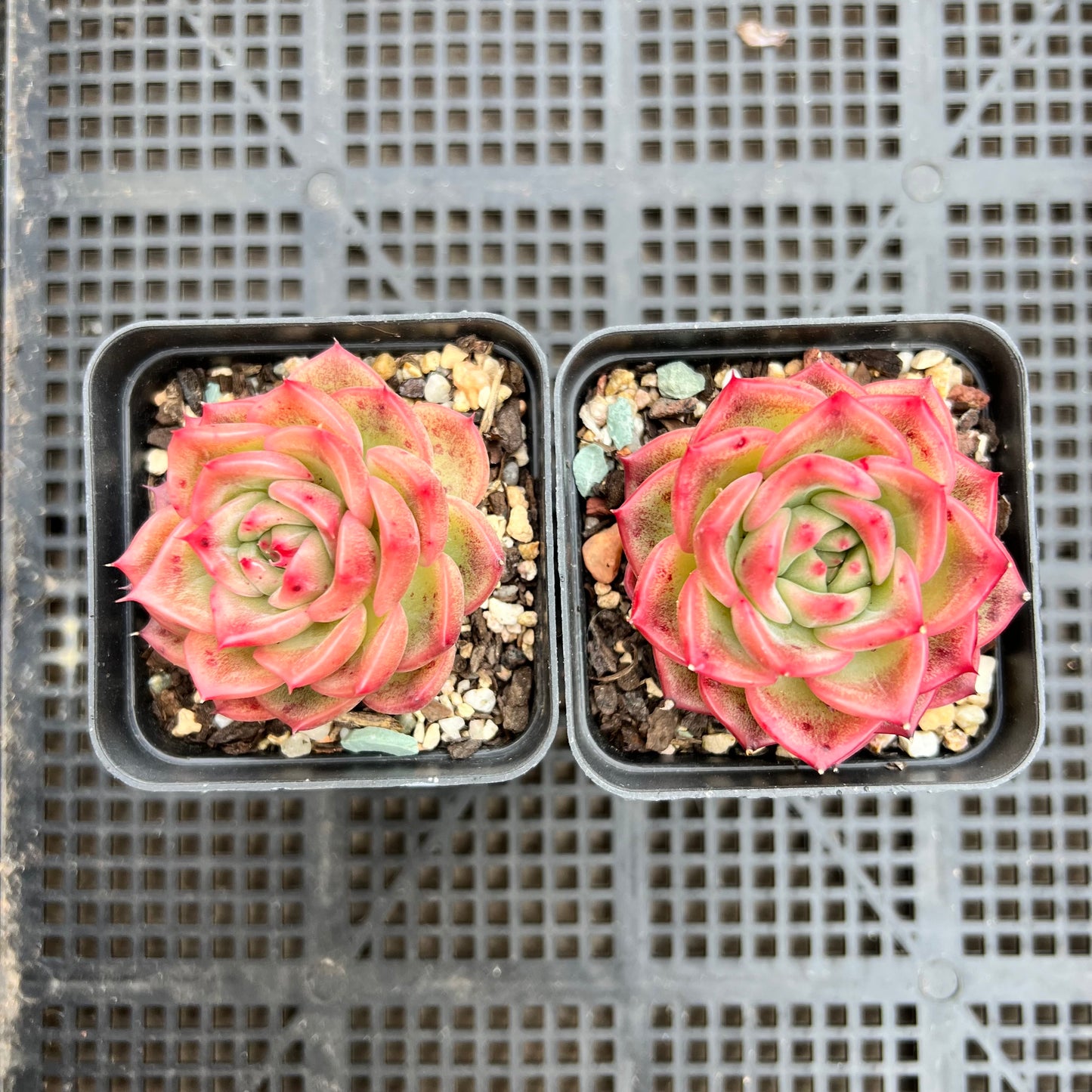 Echeveria Agavoides Floriana