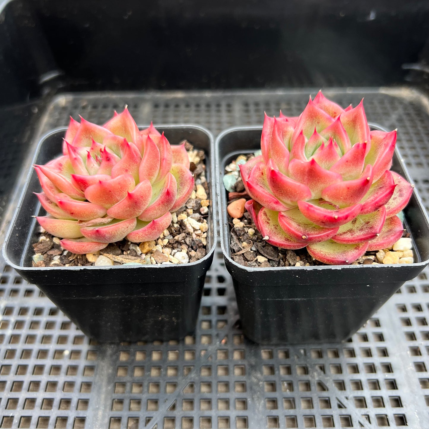 Echeveria Agavoides Floriana