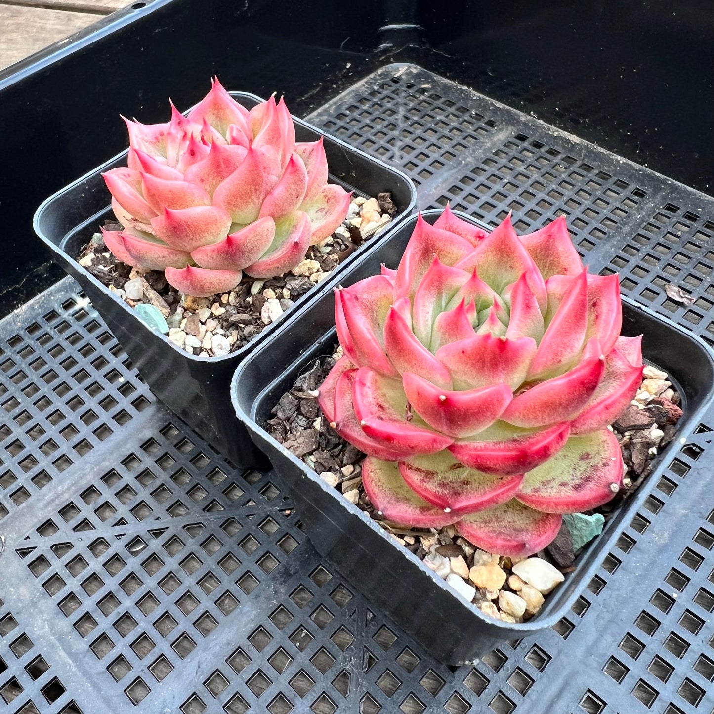 Echeveria Agavoides Floriana