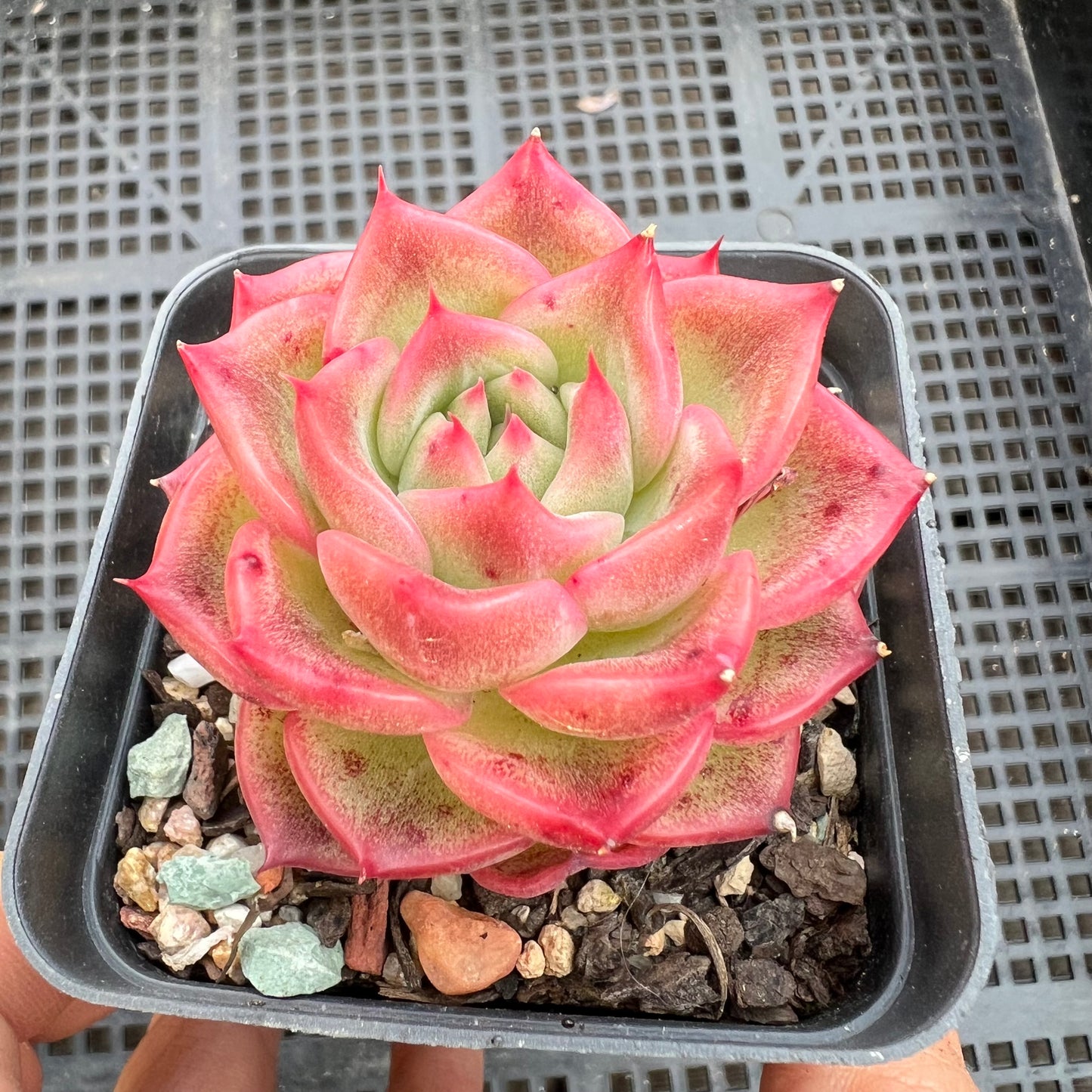 Echeveria Agavoides Floriana