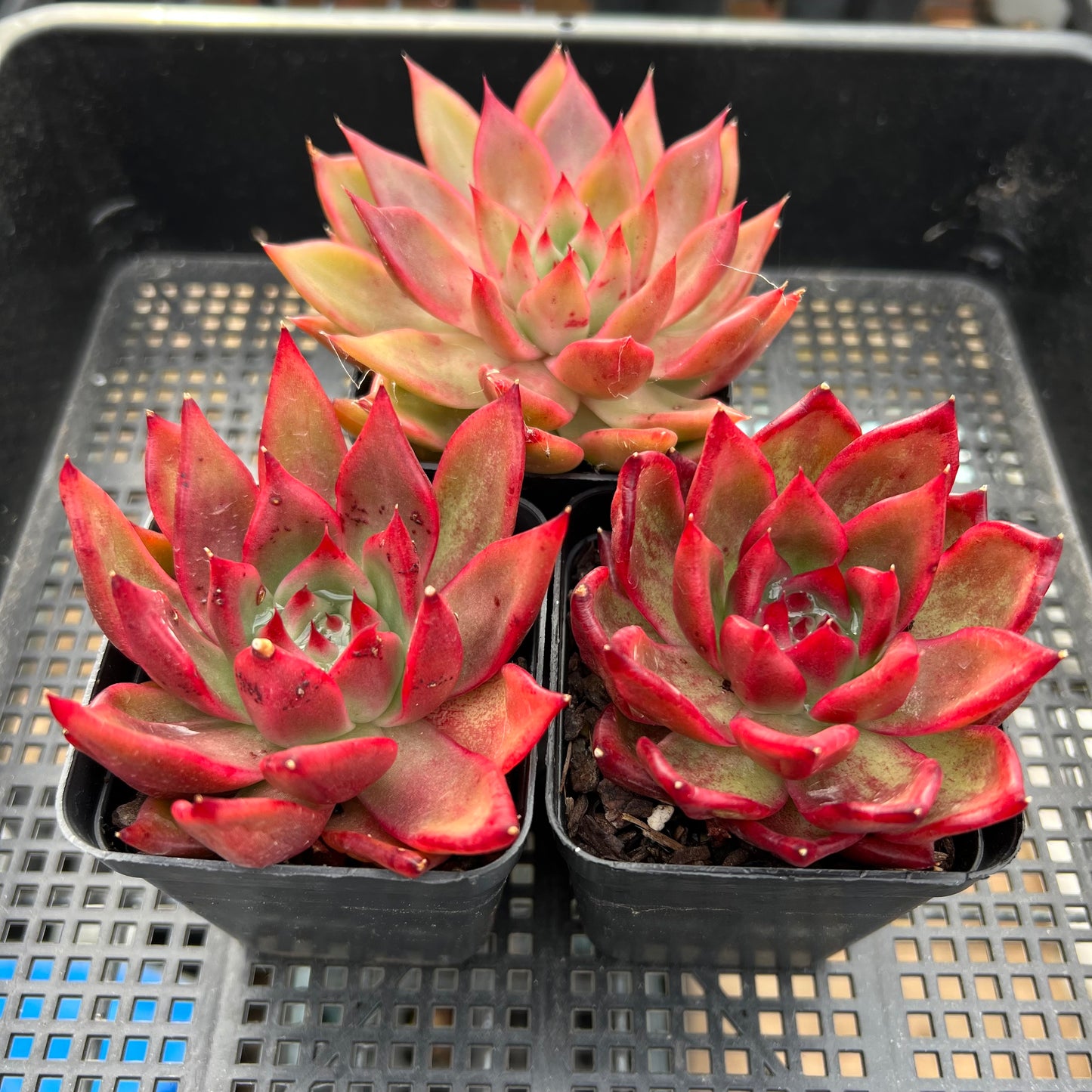 Echeveria Agavoides Frank Reinelt