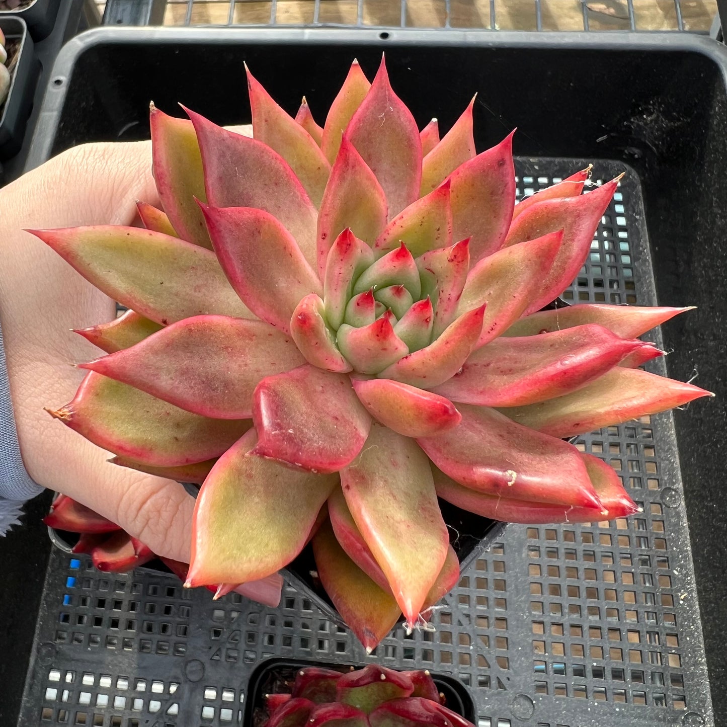 Echeveria Agavoides Frank Reinelt