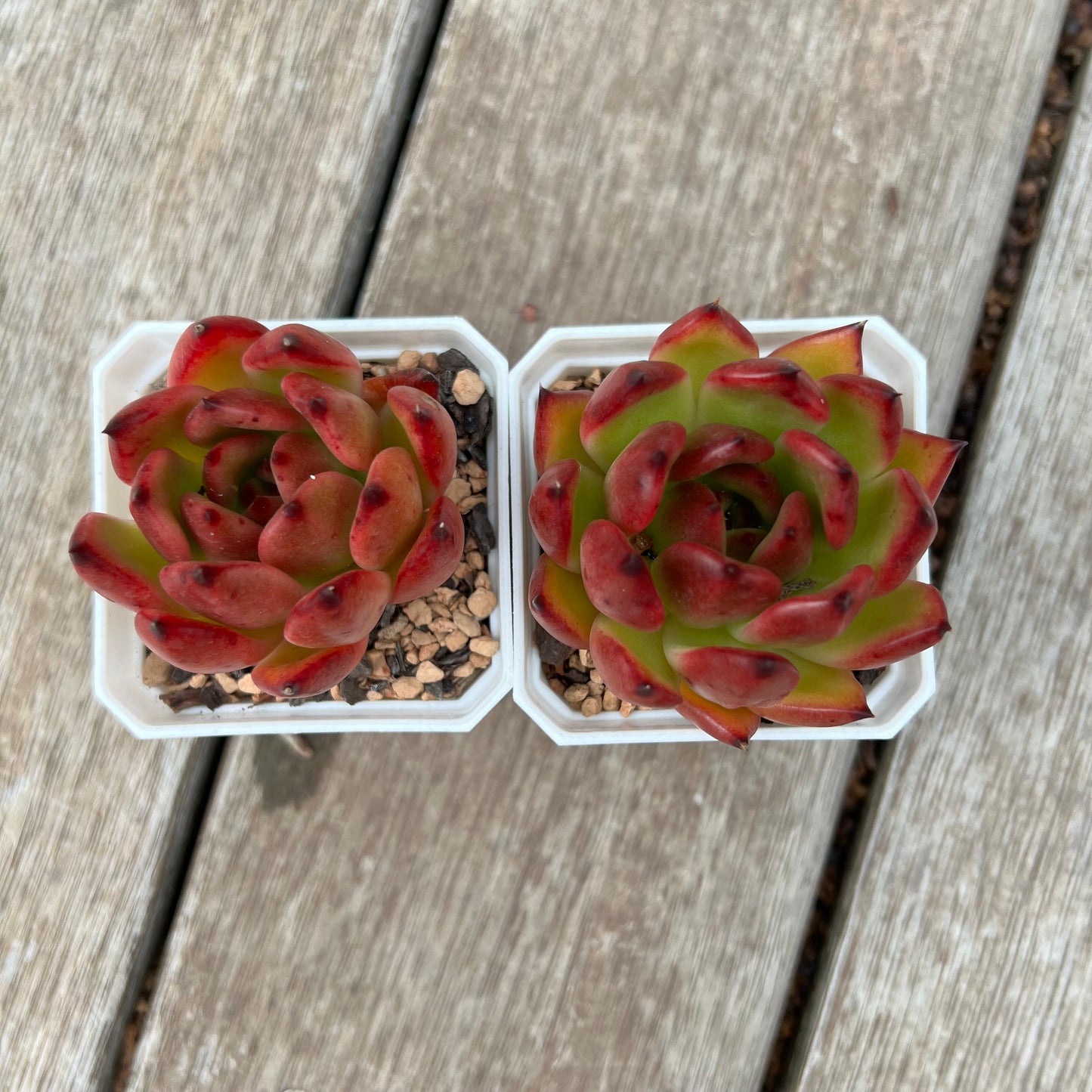 Echeveria Agavoides Morgain