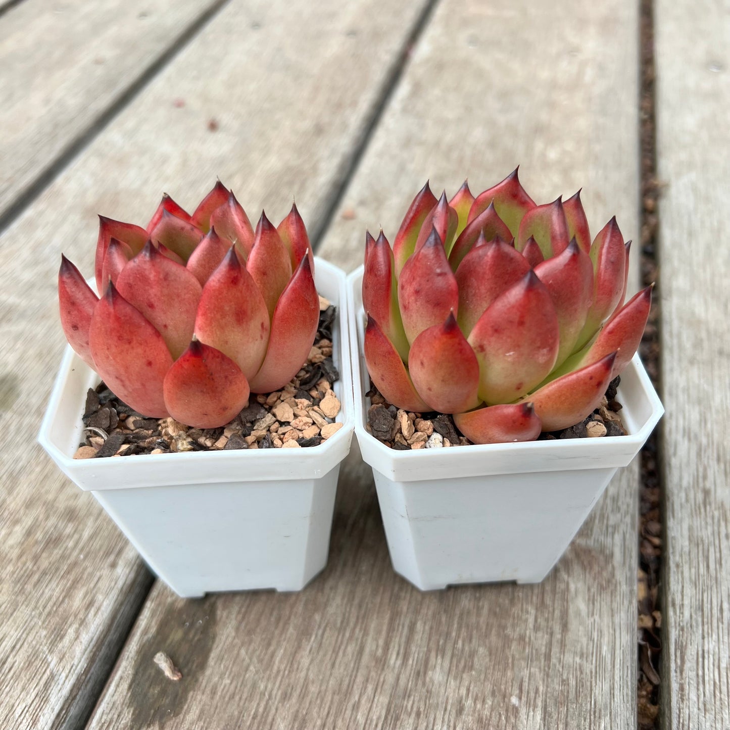Echeveria Agavoides Morgain