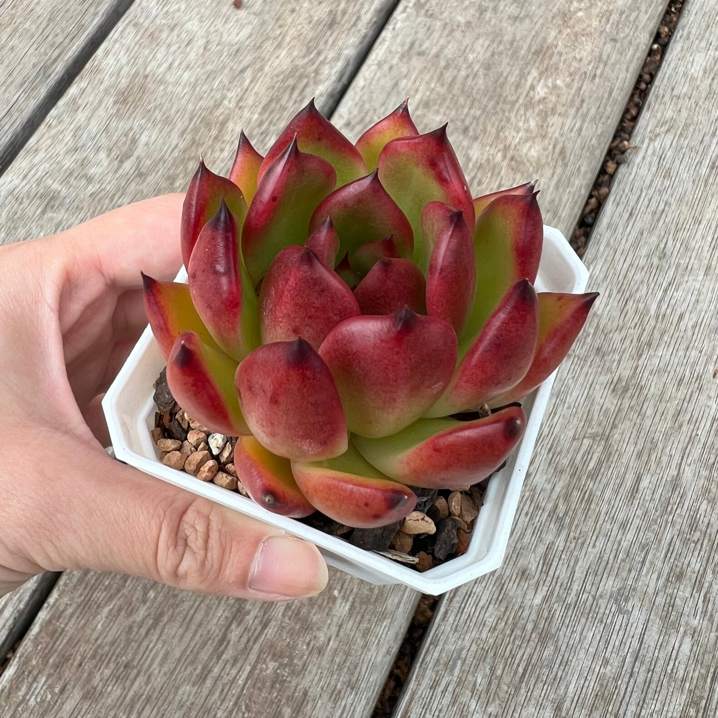 Echeveria Agavoides Morgain