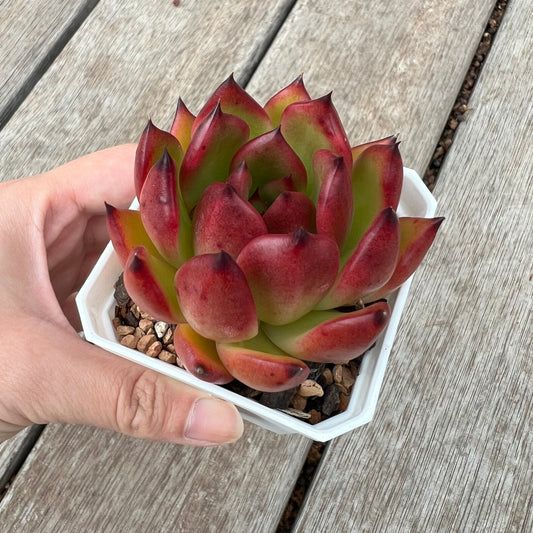 Echeveria Agavoides Morgain