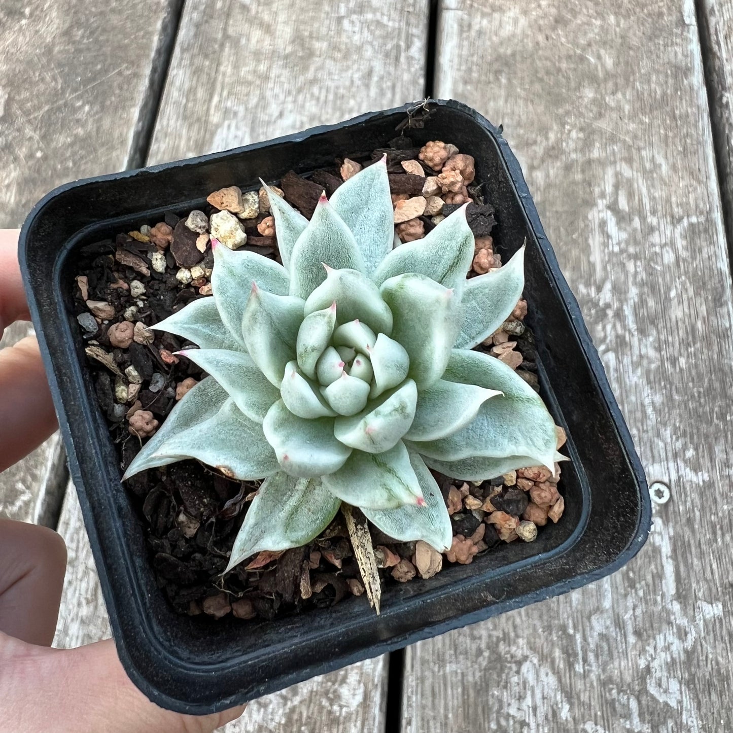 Echeveria Agavoides White Silk Variegated