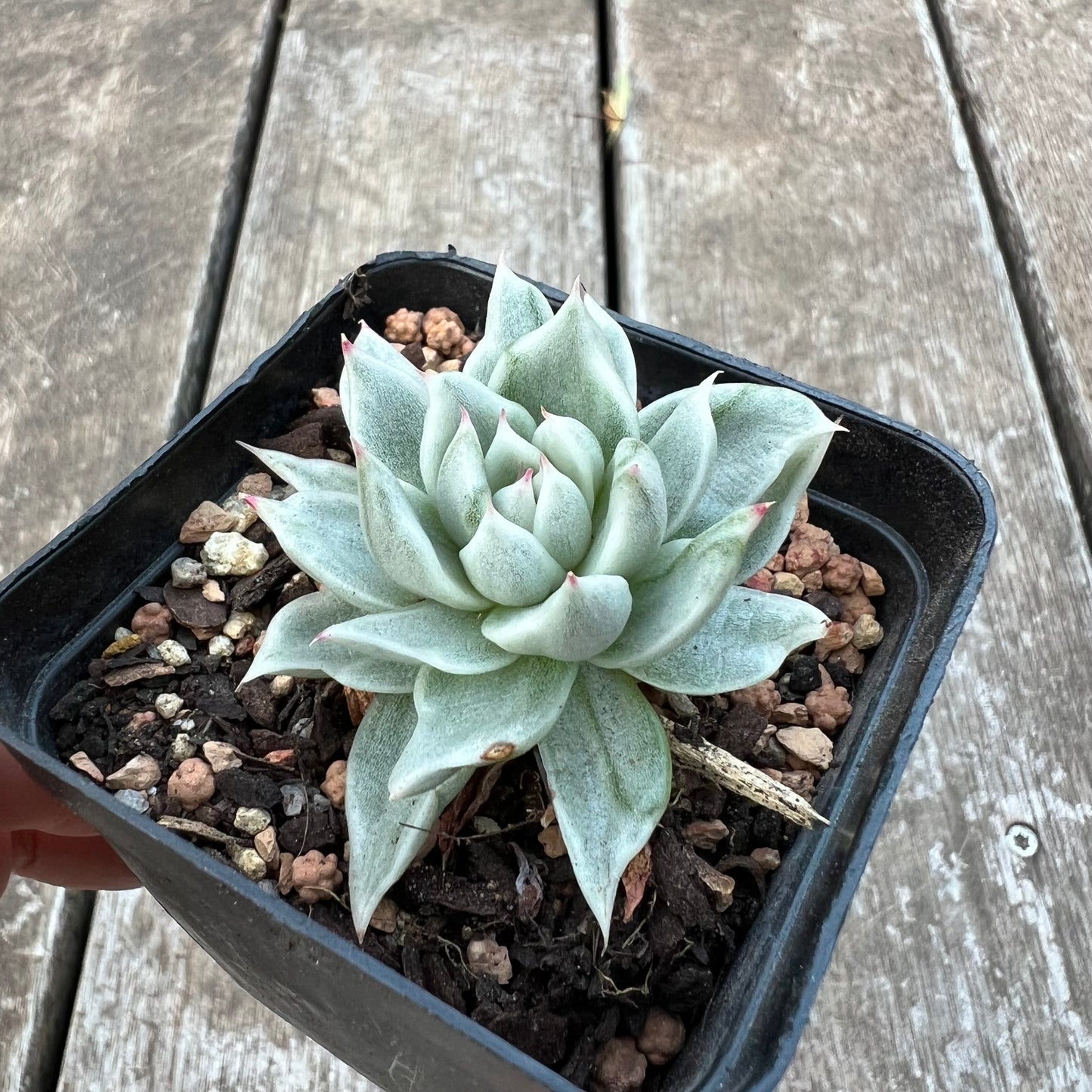 Echeveria Agavoides White Silk Variegated