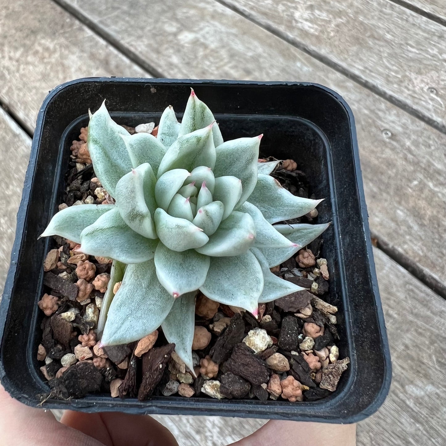 Echeveria Agavoides White Silk Variegated
