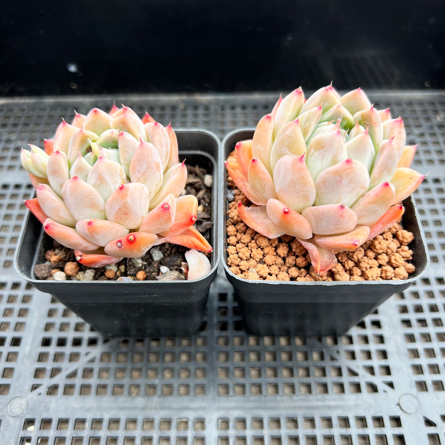 Echeveria Alba Beauty