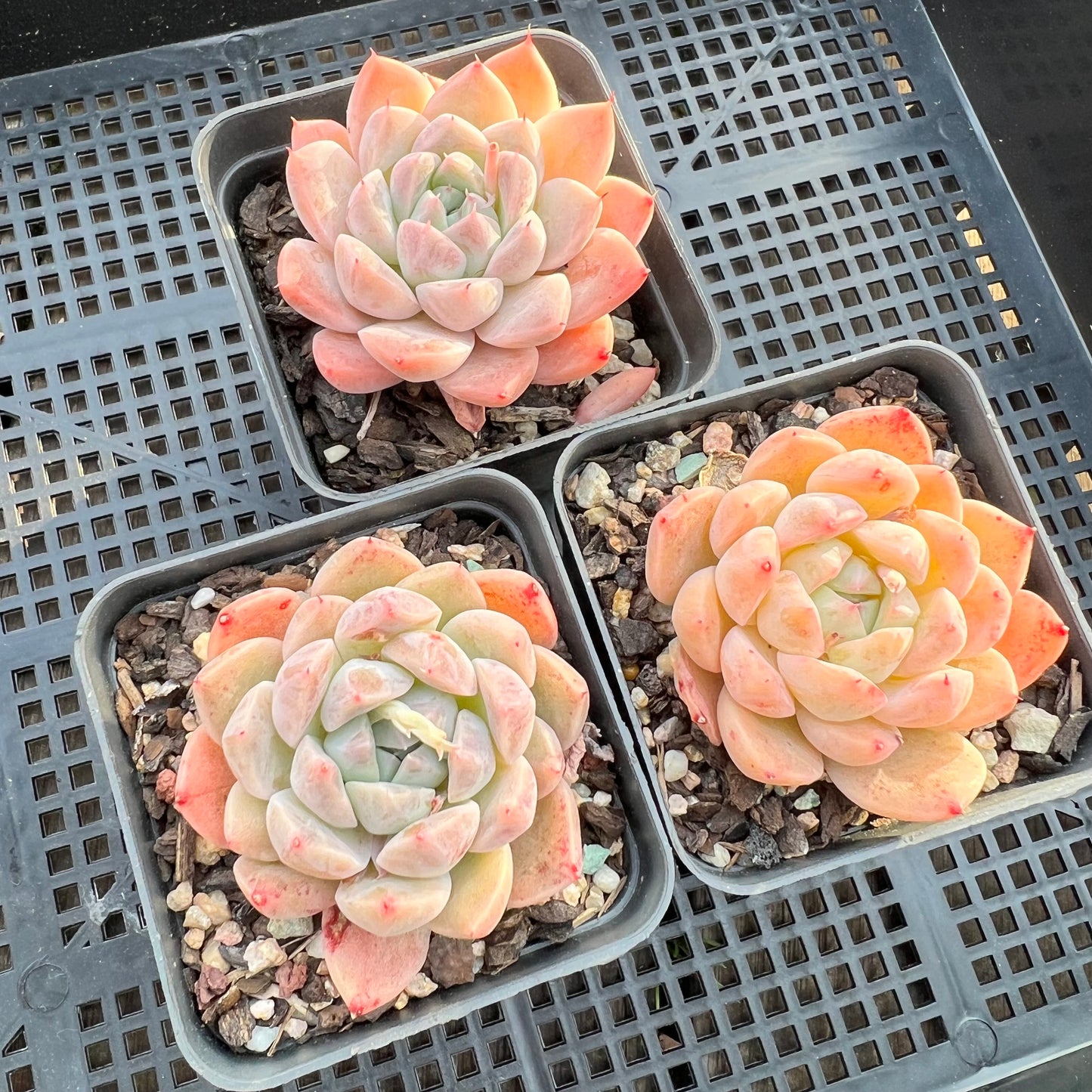 Echeveria Alba Beauty