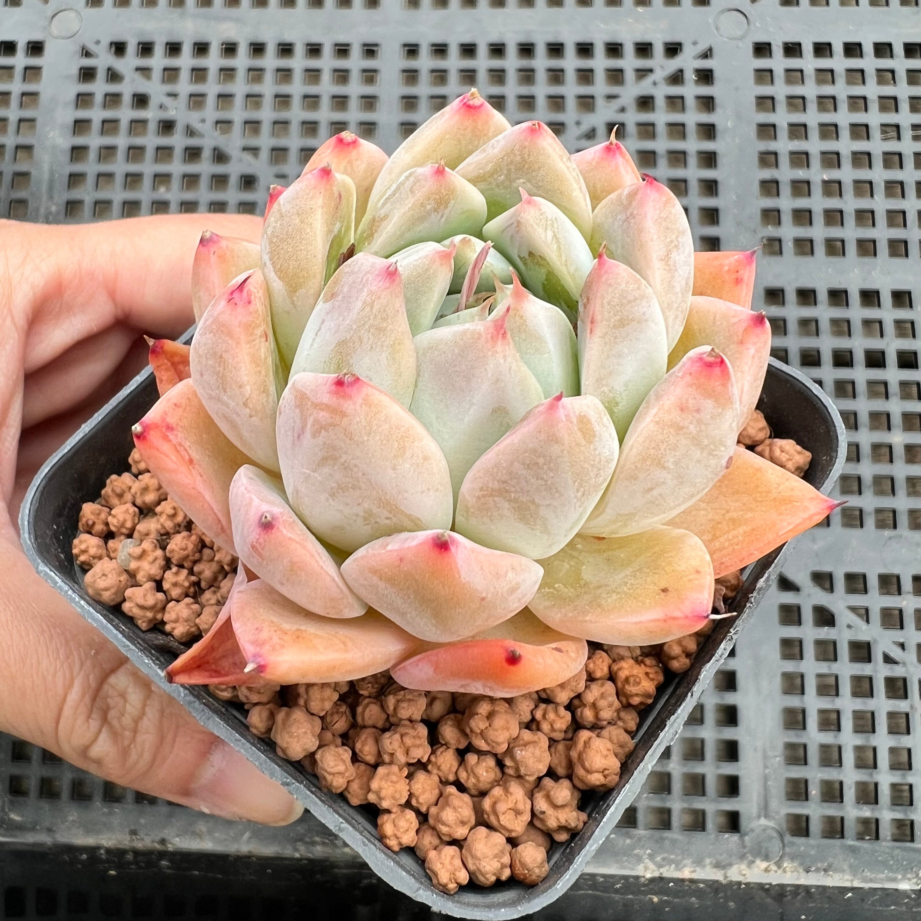 alba beauty succulent Echeveria Alba Beauty